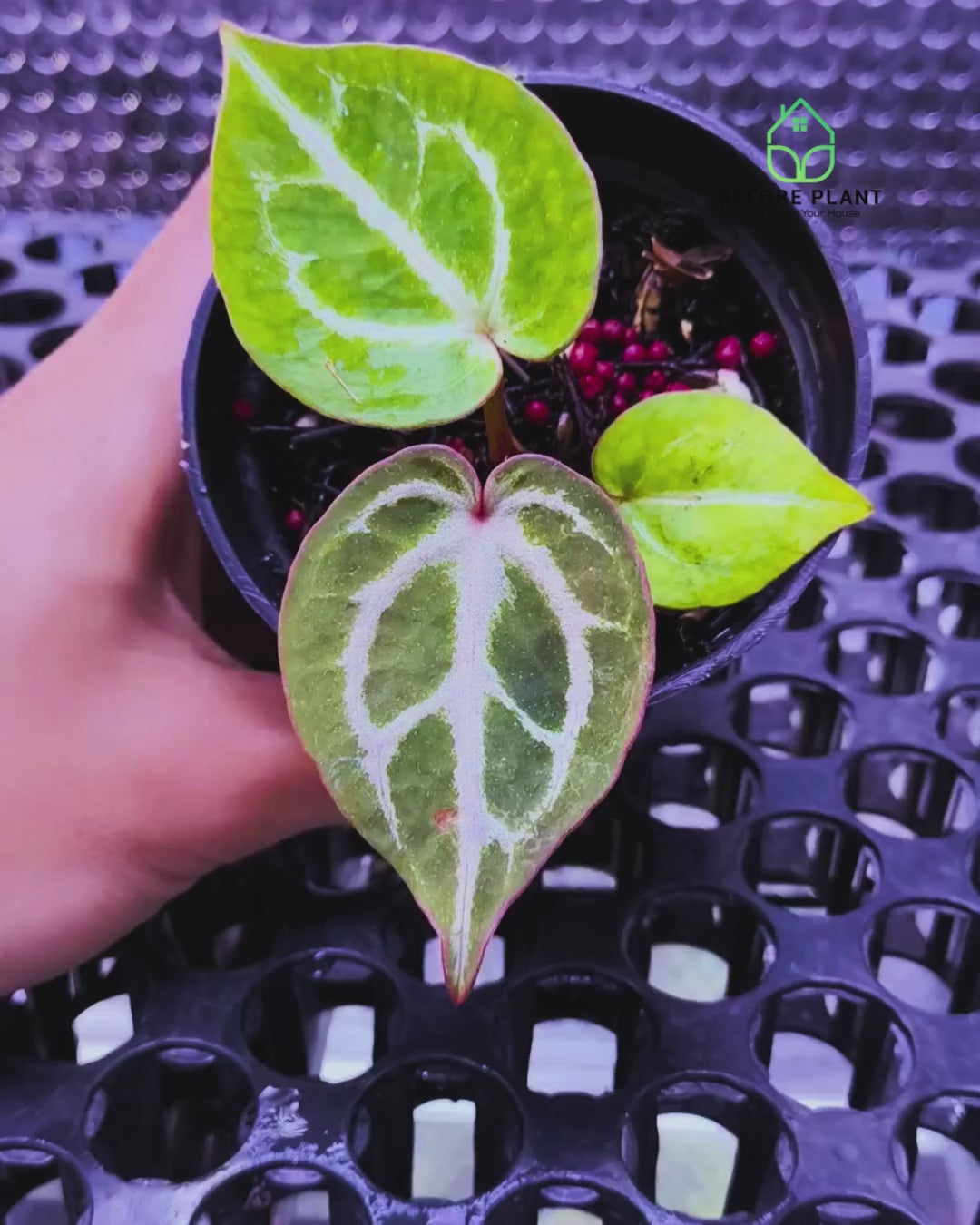 Anthurium Michelle X ( Silver Blush x (King of spades x Red Crystal) )