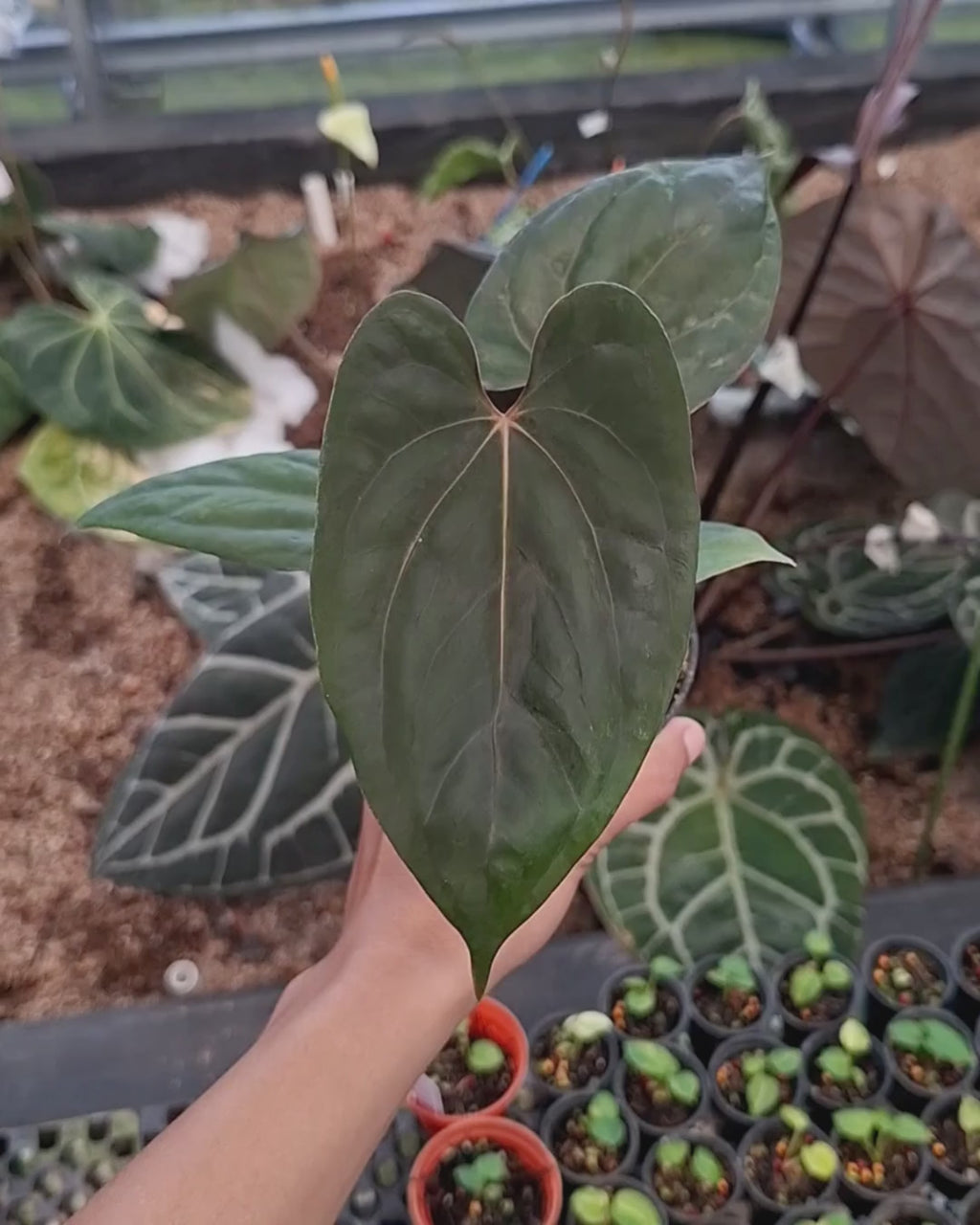 Anthurium Portillae x Dressleri