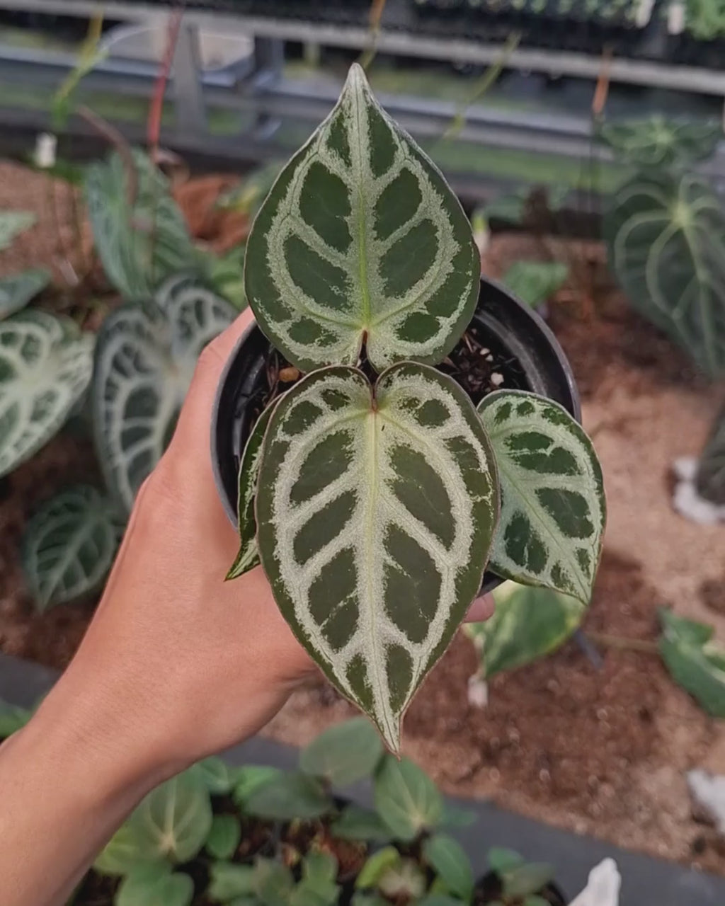 Anthurium King Of Spades / HU x Red Crystal NSE