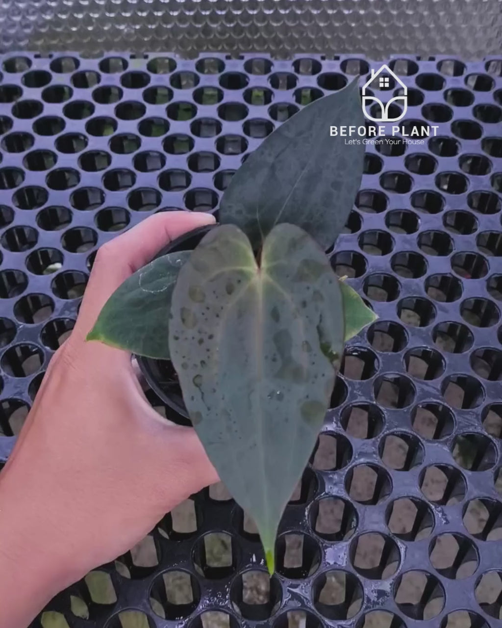 Anthurium Black Venom x Red Vein Dark Phoenix ( RVDP )