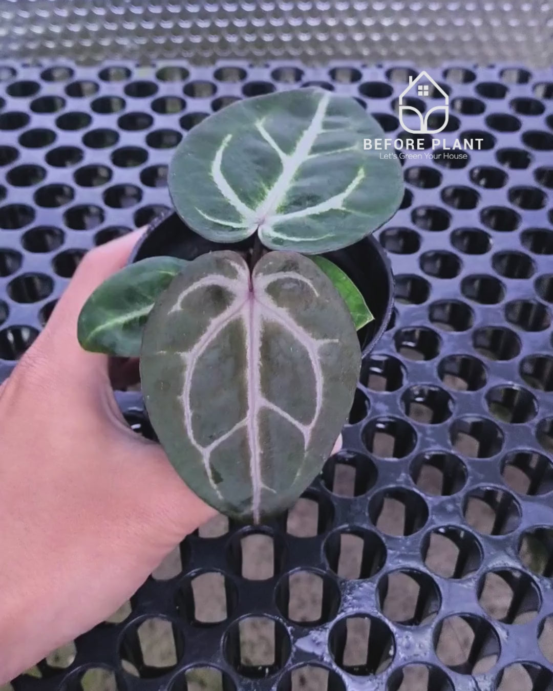 Anthurium Michelle Pink x Self – Beforeplant