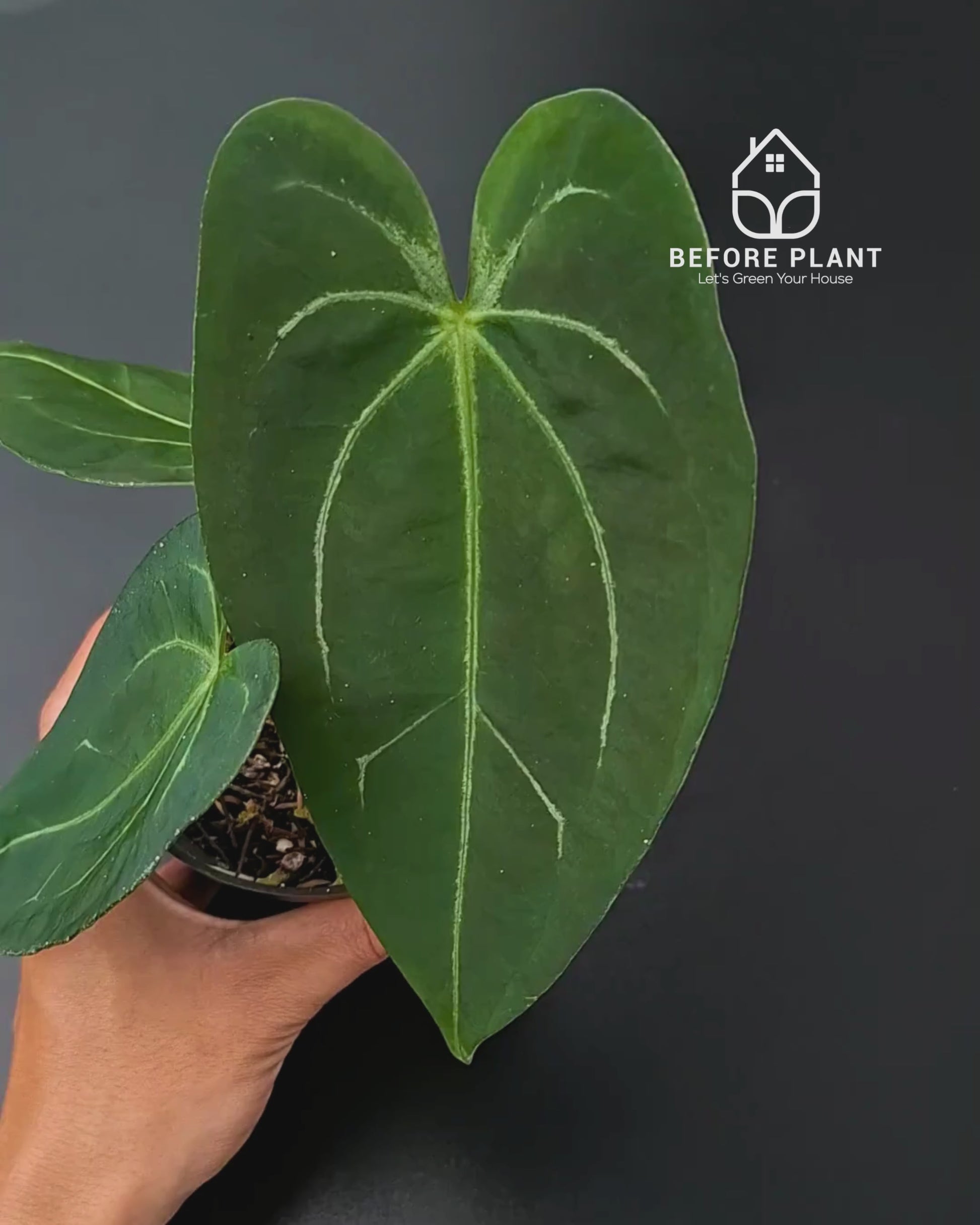 Anthurium Fort Sherman x Red Crystal