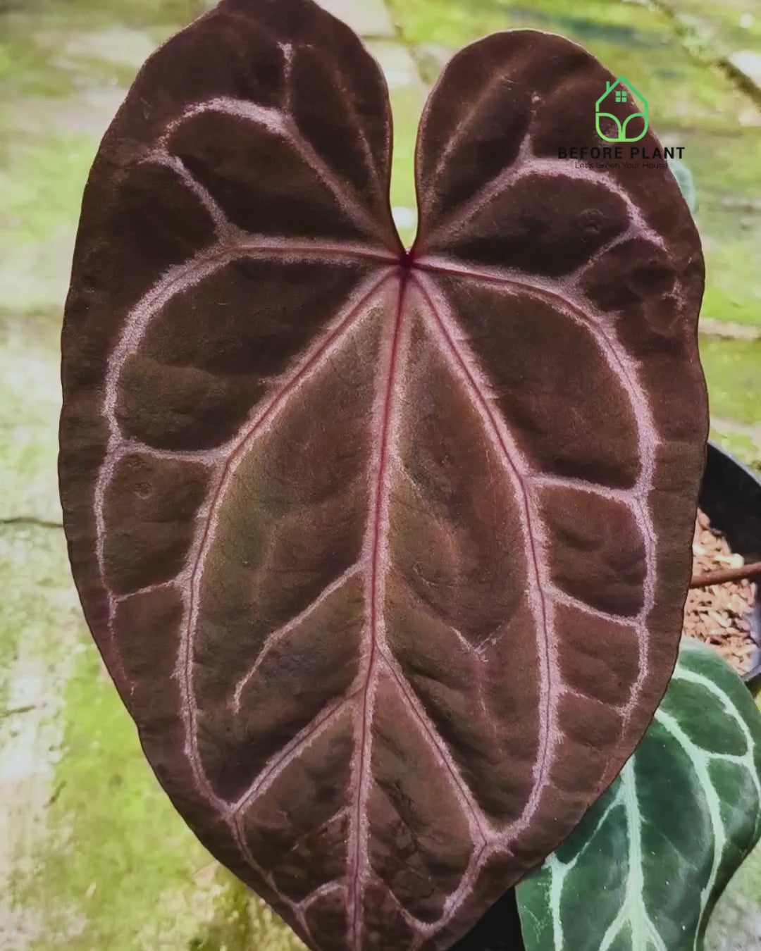 Anthurium BVIT X( Zara x Michelle )