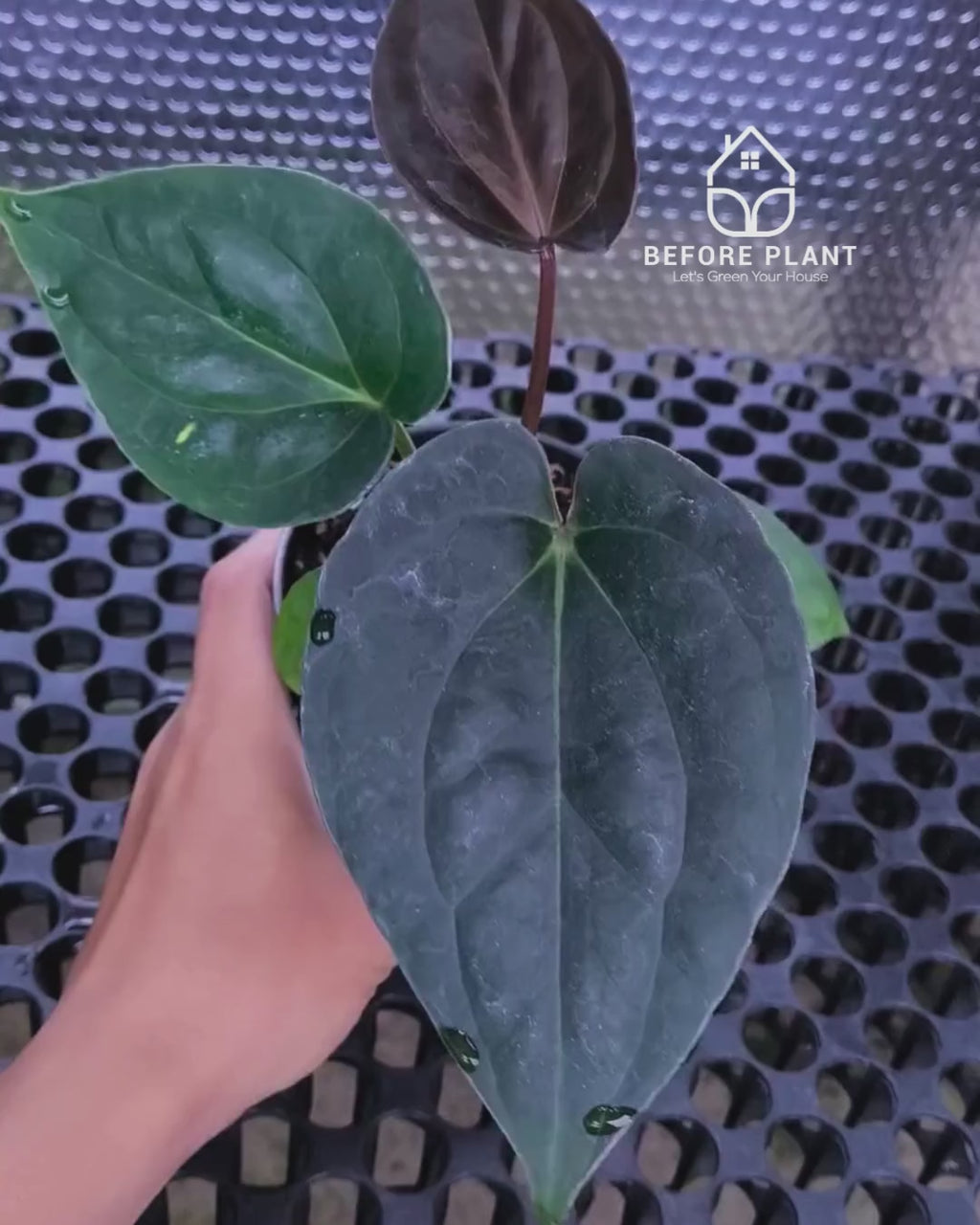 Anthurium King Of Spades ( HU ) x Luxurian