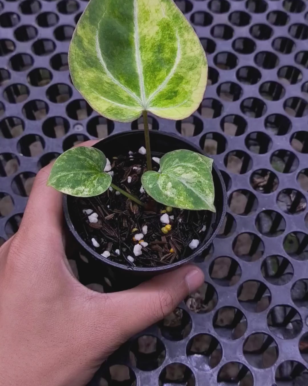 Anthurium Black Venom x RVC Michelle