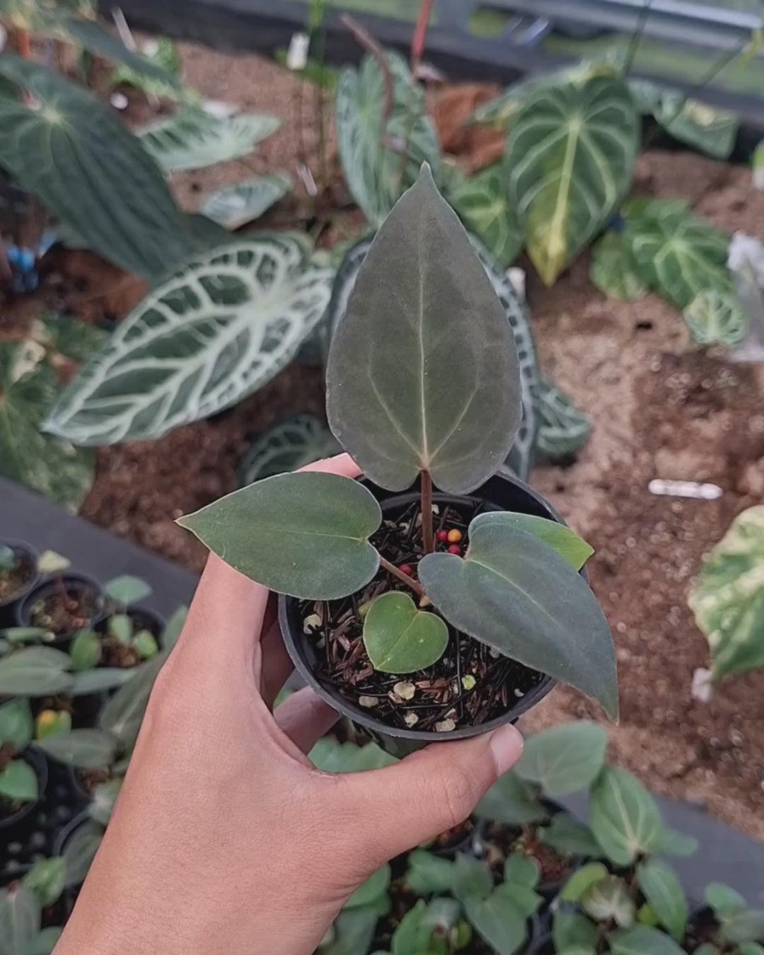 Anthurium Carla Porti NSE x Indigo