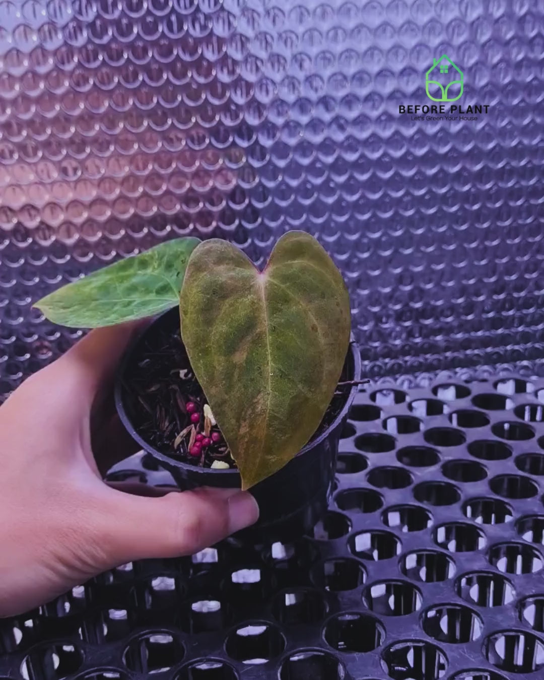 Anthurium Papi Variegated x Carla