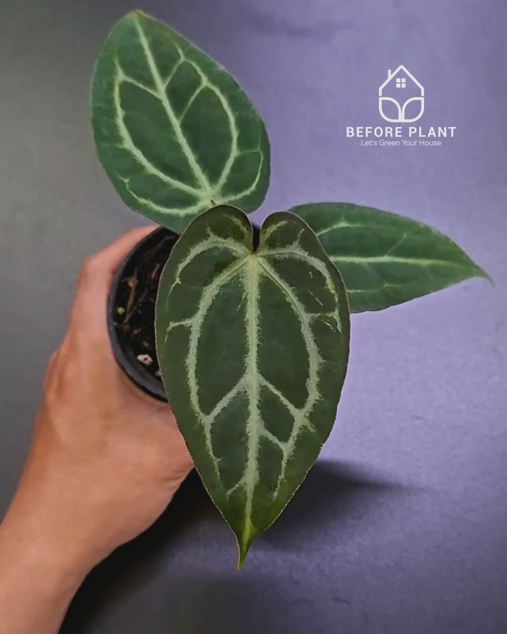Anthurium Black Venom x Papillilaminum Red Crystal