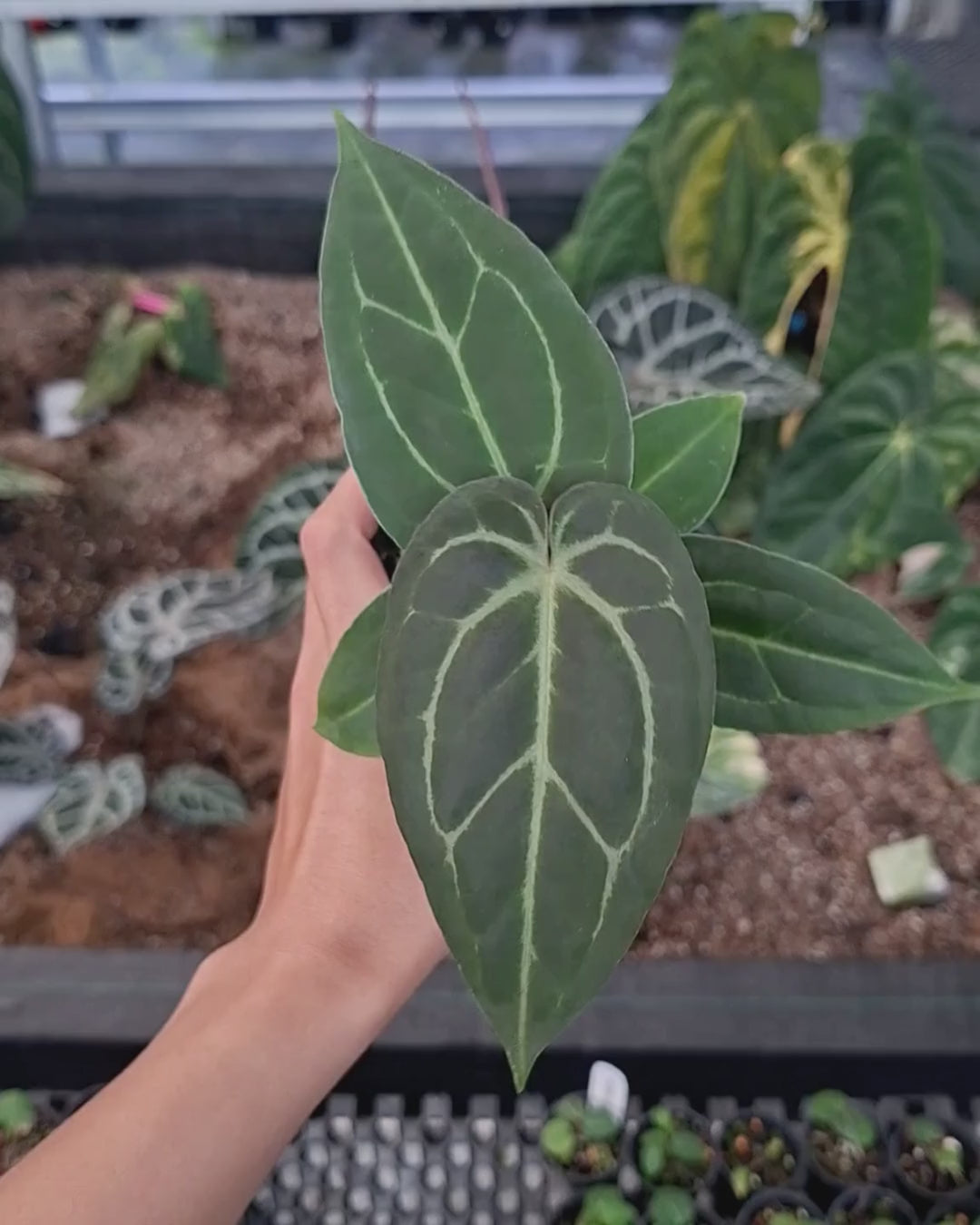Anthurium Black Venom x Papillilaminum Red Crystal