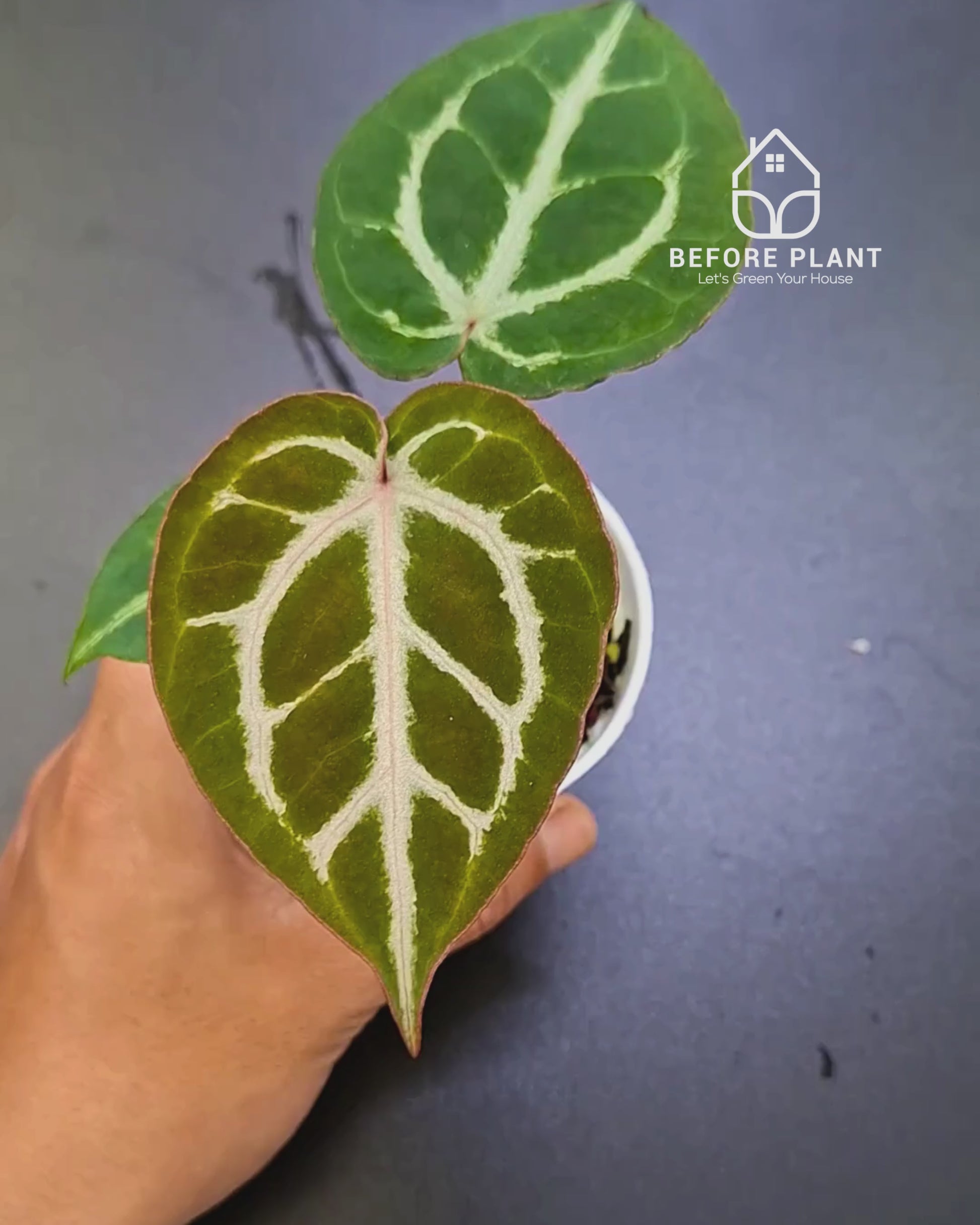 anthurium michelii Anthurium Michelle X ( Silver Blush x (King of spades x Red Crystal) ) –  Beforeplant