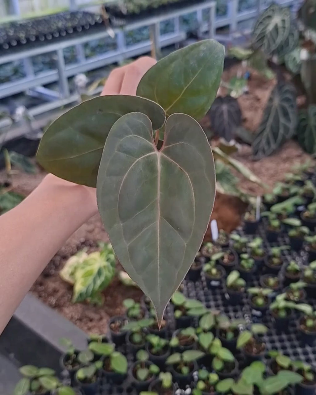 Anthurium Papillilaminum x Indigo