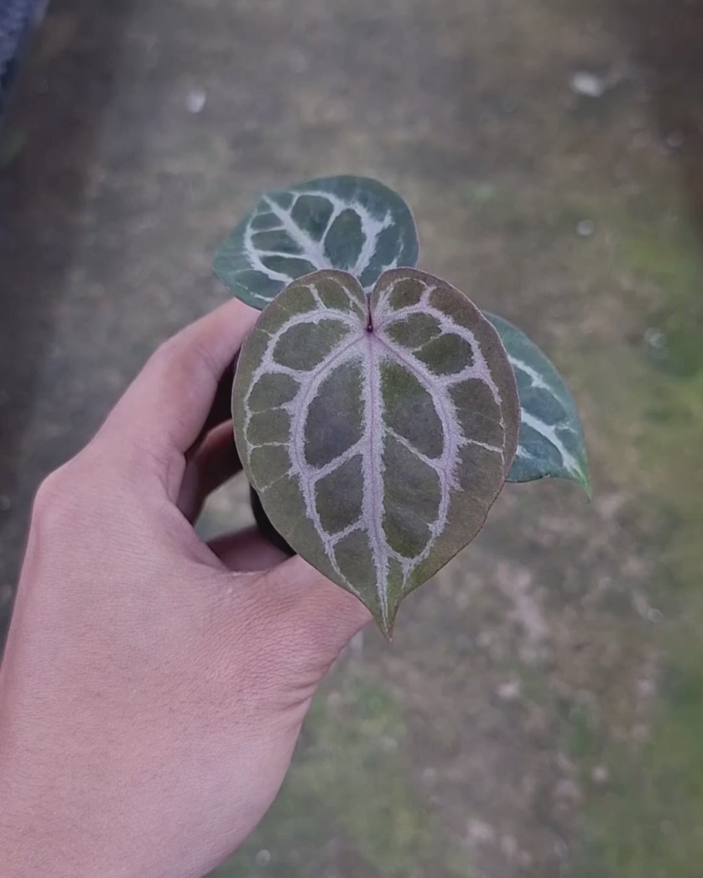 Anthurium Michelle x Silver Blush KOS/HU
