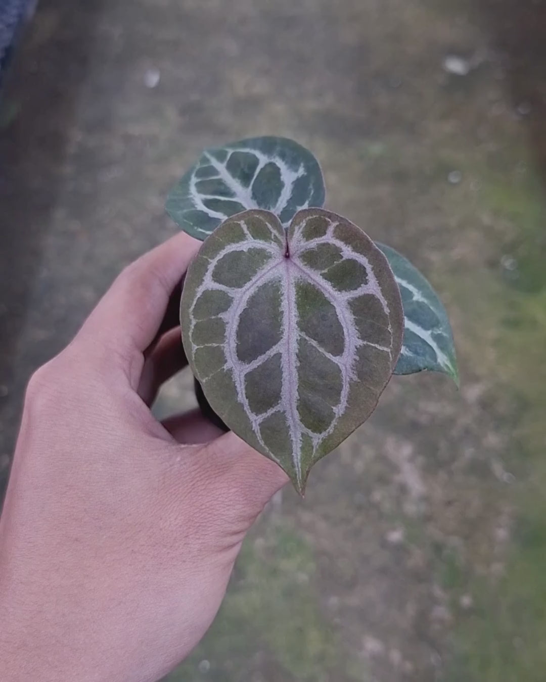 Anthurium Michelle x Silver Blush KOS/HU