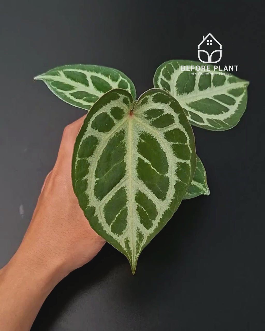 Anthurium Fort Sherman x Michelle Pink