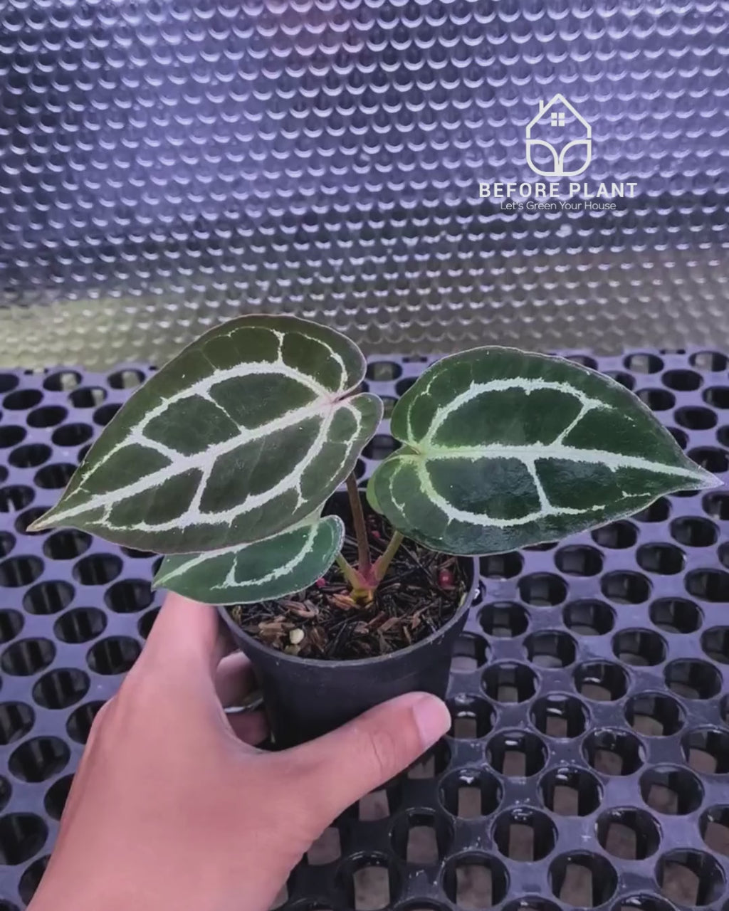 Anthurium Panglima x Black Velvet Indo Type ( BVIT )