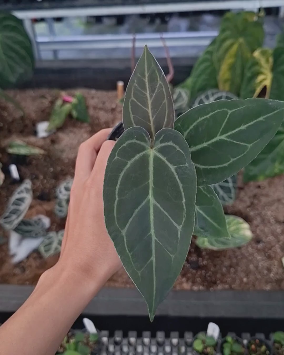 Anthurium Black Venom x Papillilaminum Red Crystal