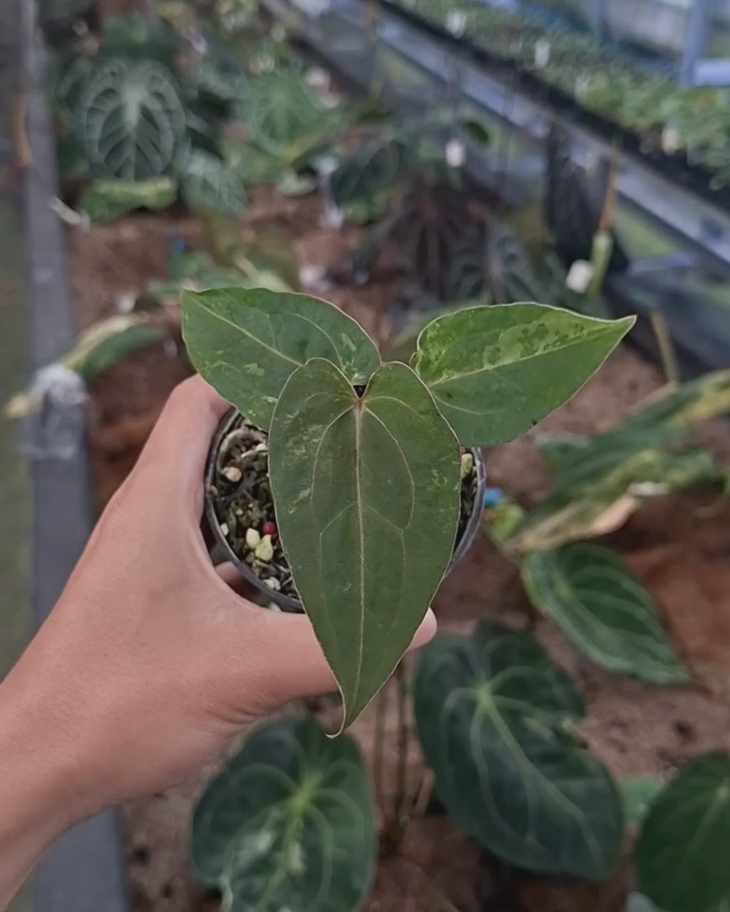 Anthurium Forgetii Blister Variegated x Blood Of Blue