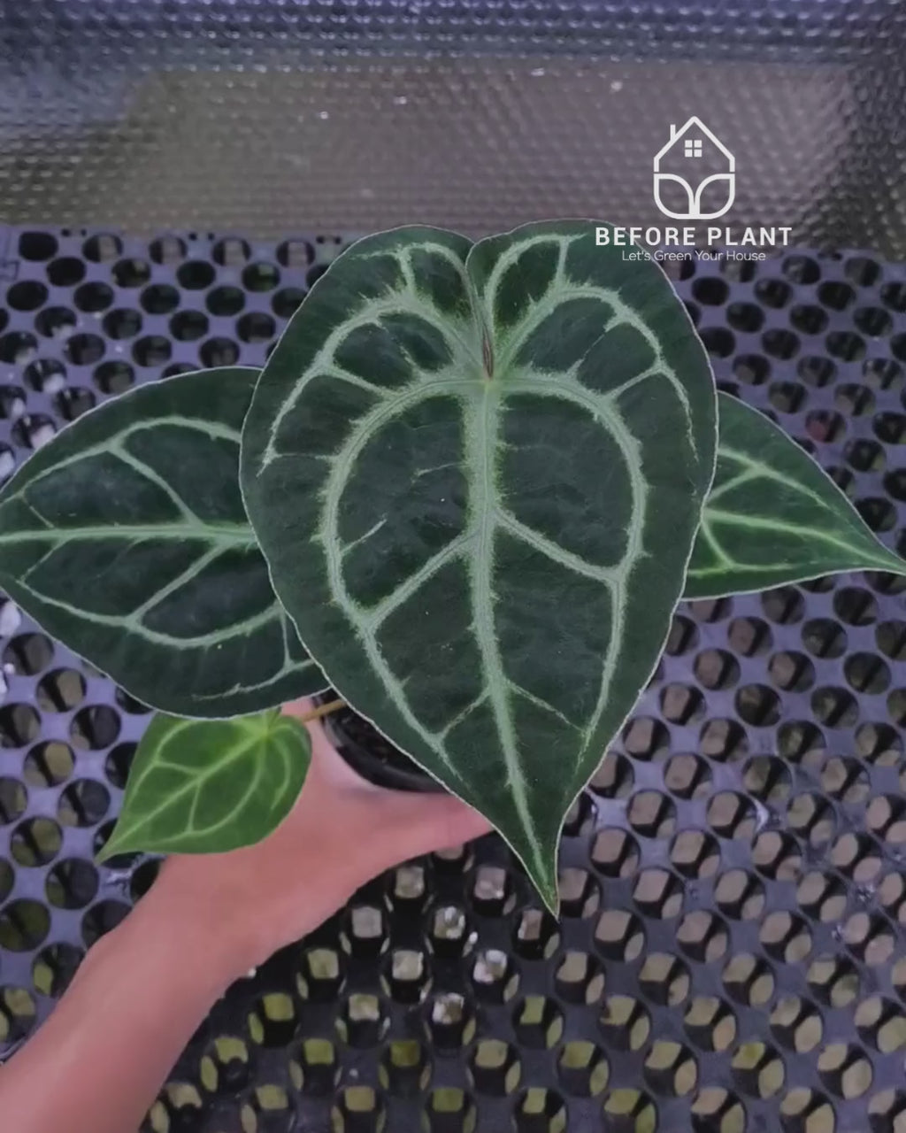 Anthurium Panglima x King Of Spades ( KOS/HU )