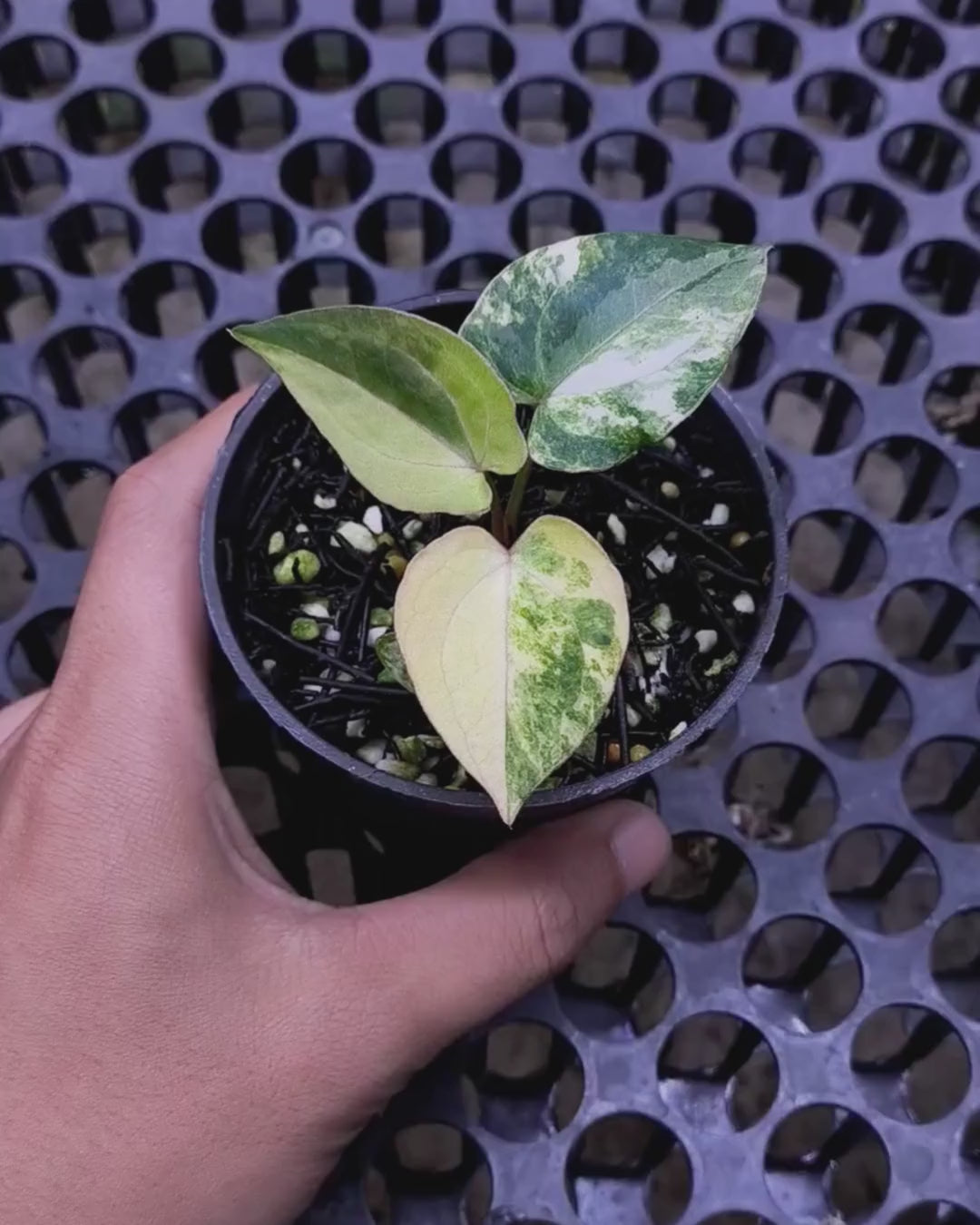 Anthurium Black Venom x Twilight Armor