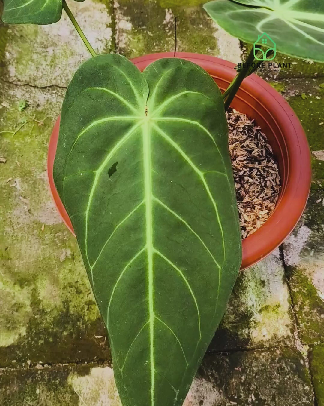 Anthurium Dark Mama