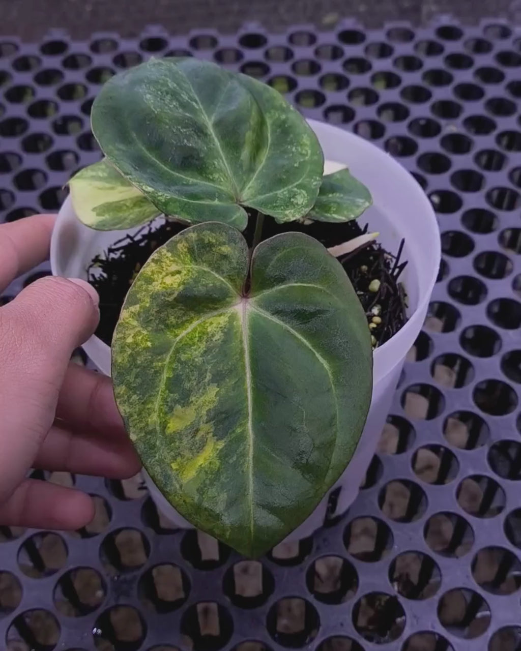 Anthurium Papillilaminum Variegated x Red Vein Dark Phoenix (RVDP)