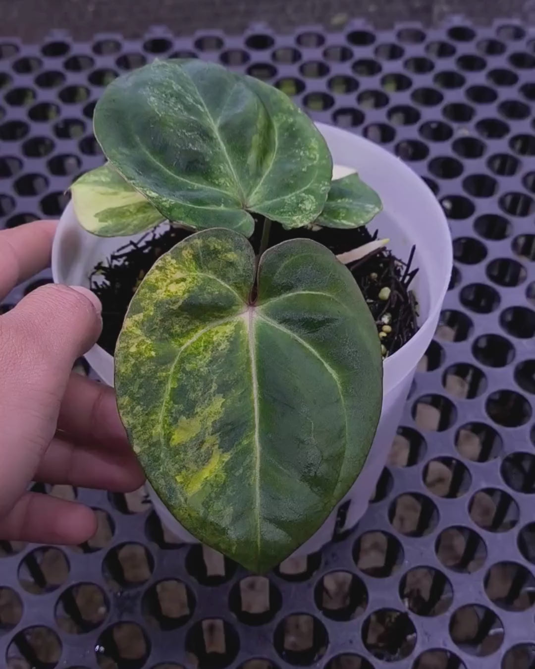 Anthurium Papillilaminum Variegated x Red Vein Dark Phoenix (RVDP)