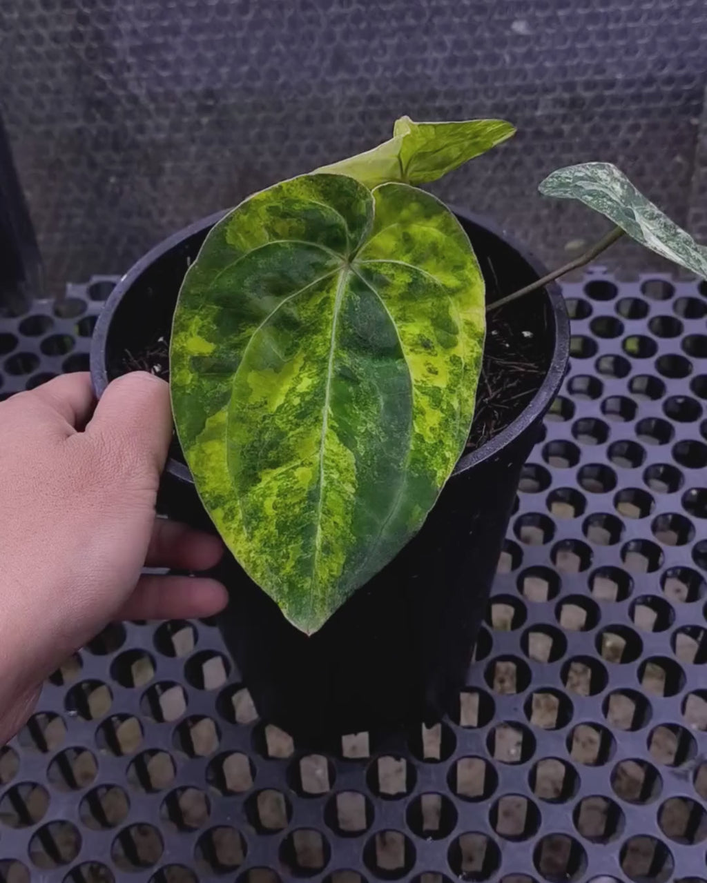 Anthurium Papillilaminum Variegated x Red Vein Dark Phoenix (RVDP)
