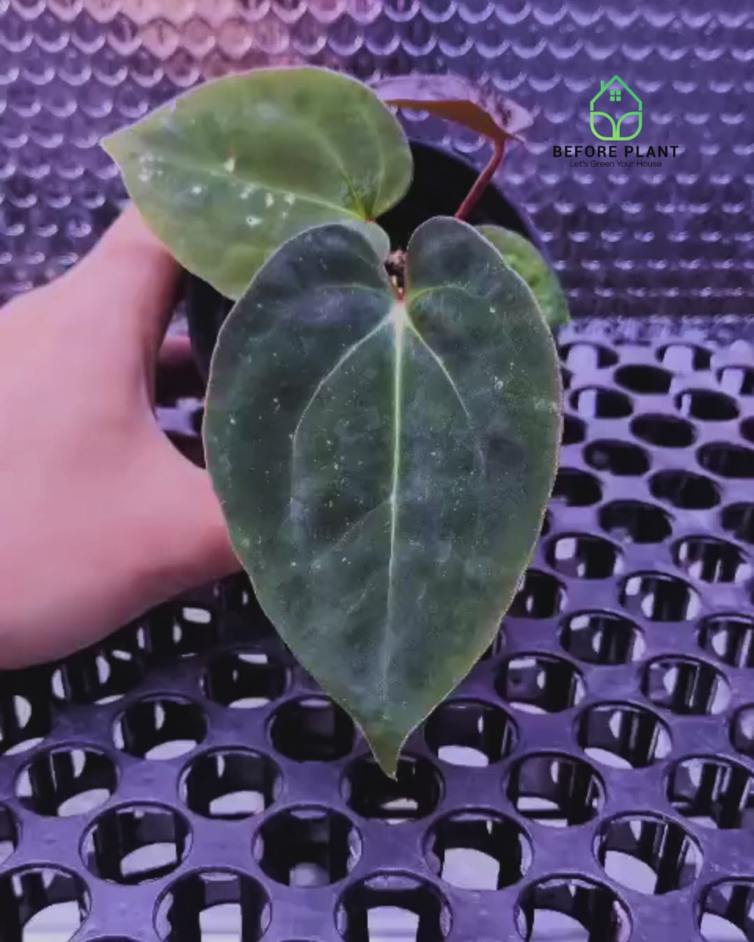 Anthurium Night Queen X Red Crystallinum