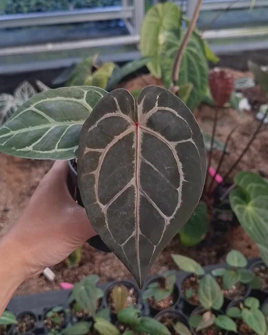 Anthurium Michelle Pink x Self