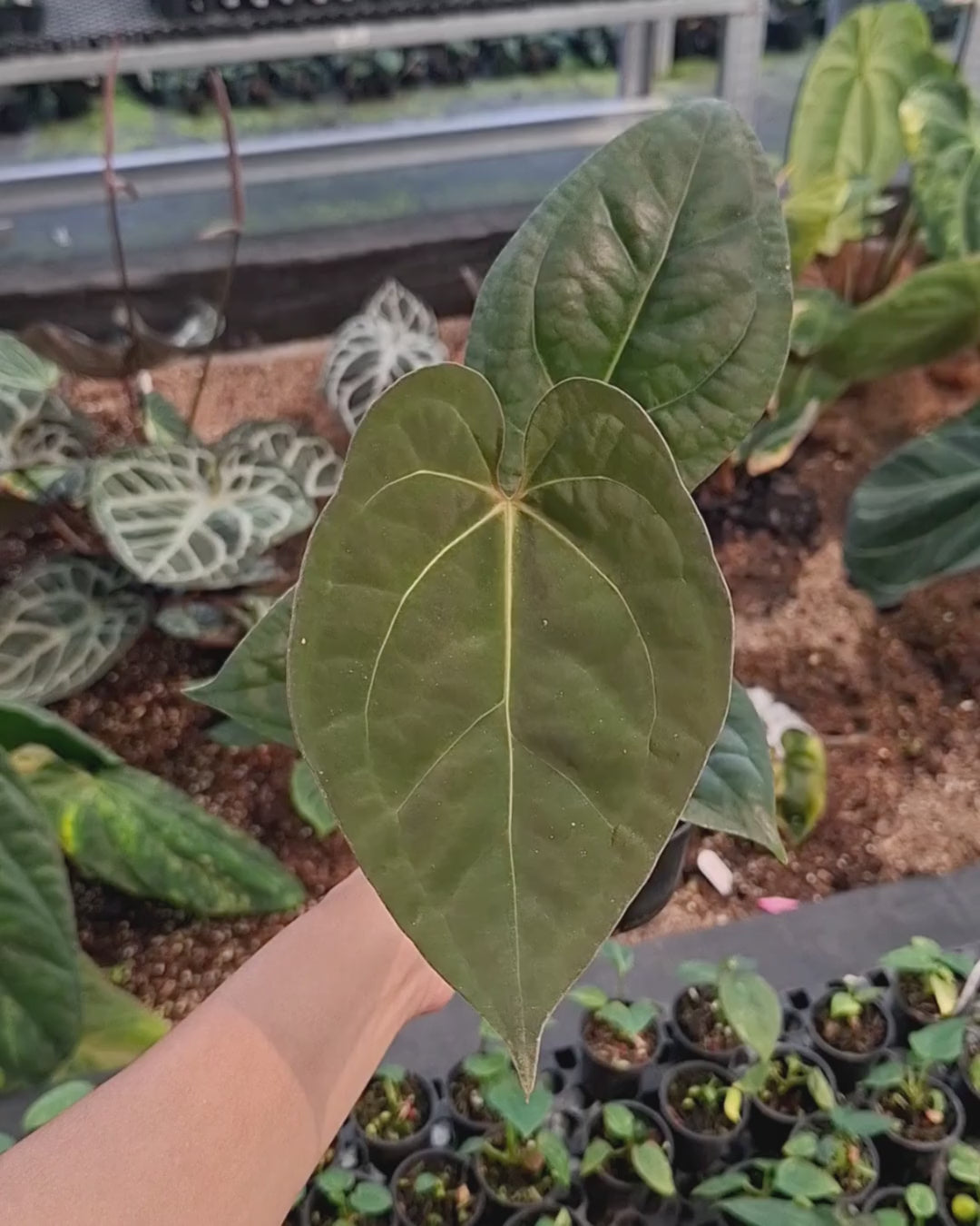 Anthurium Night Queen x Zara Michelle