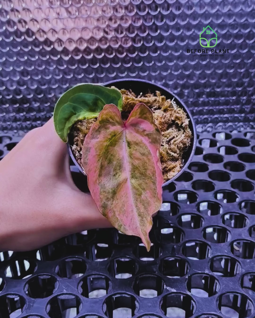 Anthurium Red Devil x (Papi x Michelle)