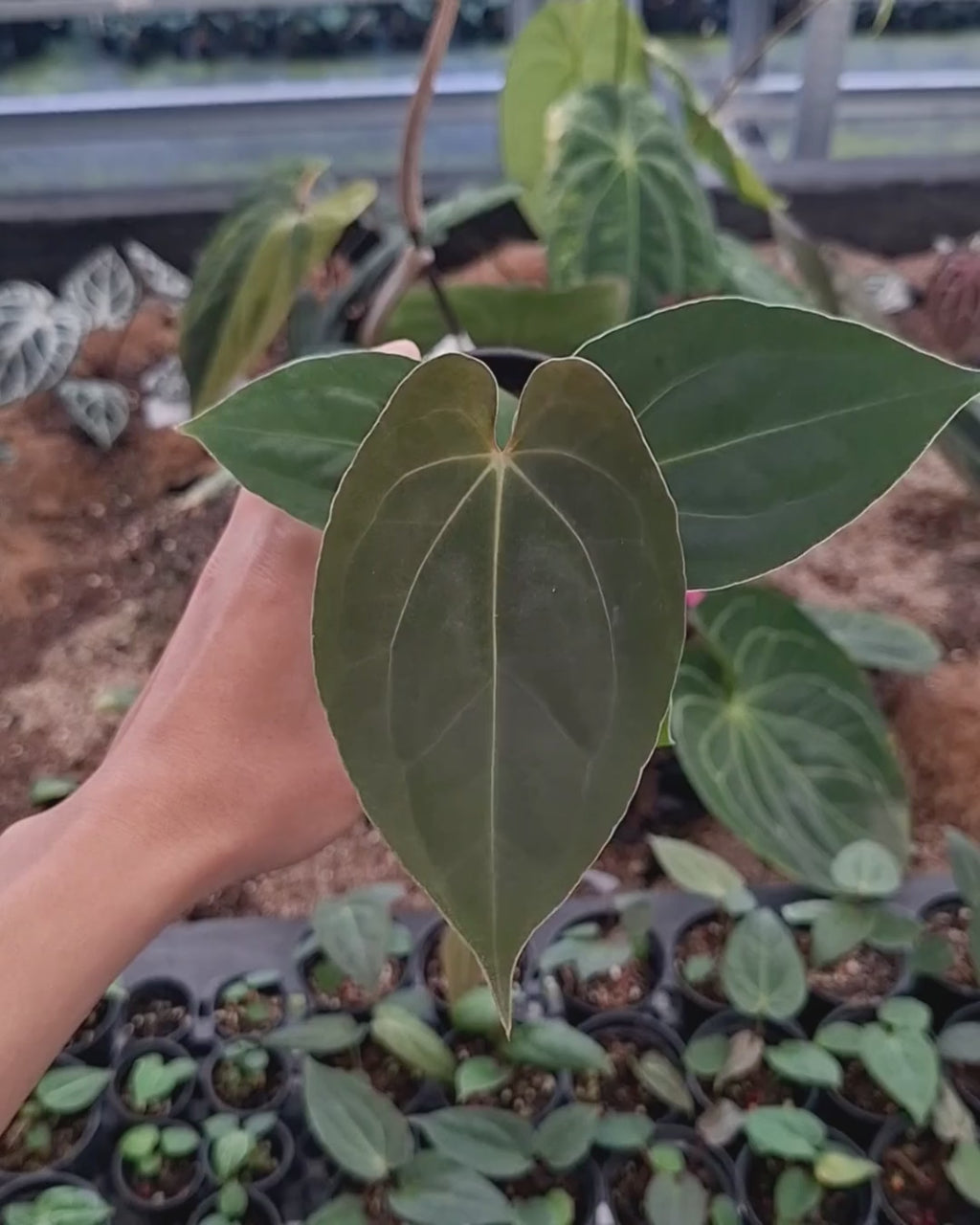 Anthurium Papillilaminum Variegated AOS Tezula x Self