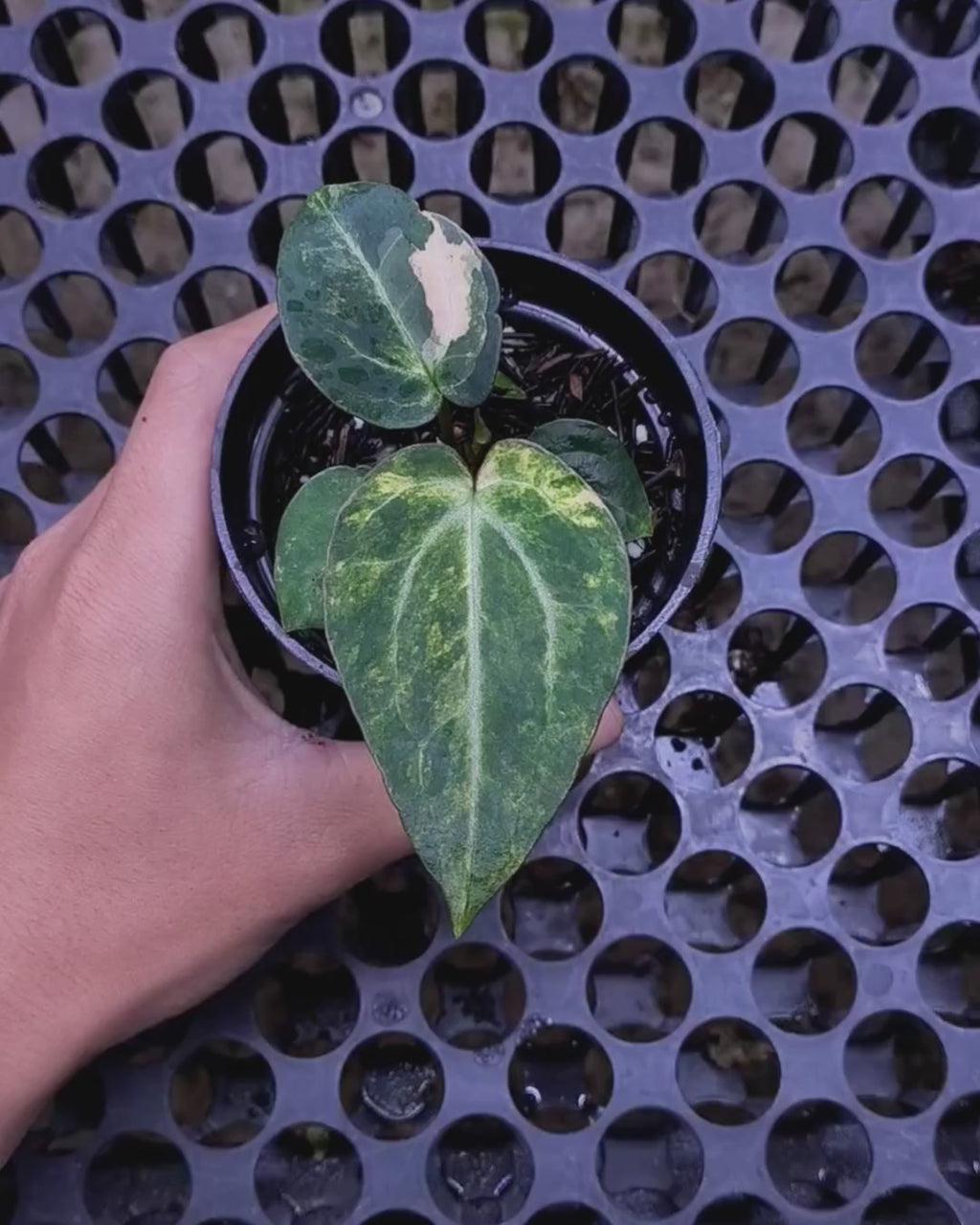 Anthurium Black Venom x Angela Black Widow