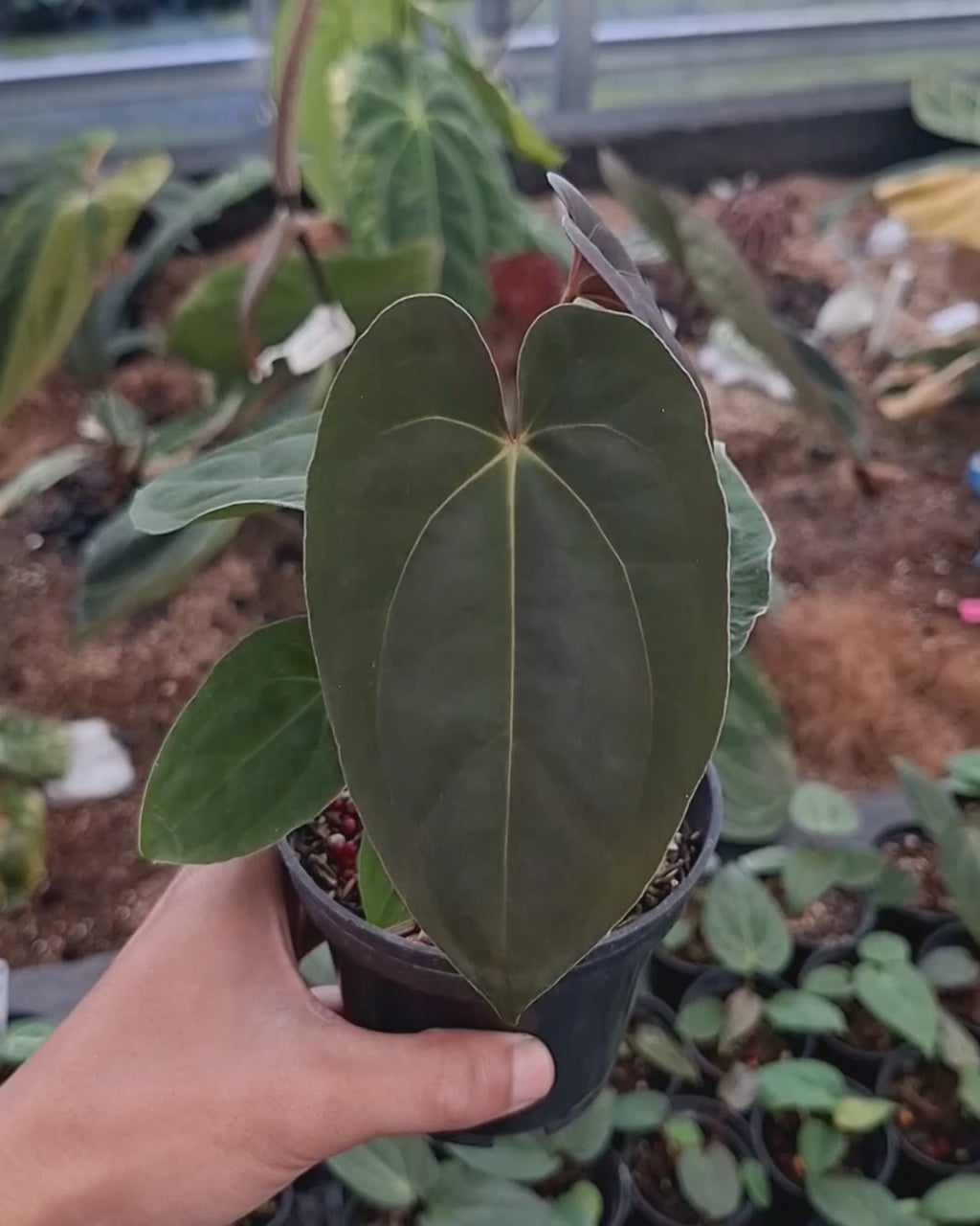 Anthurium Papillilaminum Variegated AOS Tezula x Self