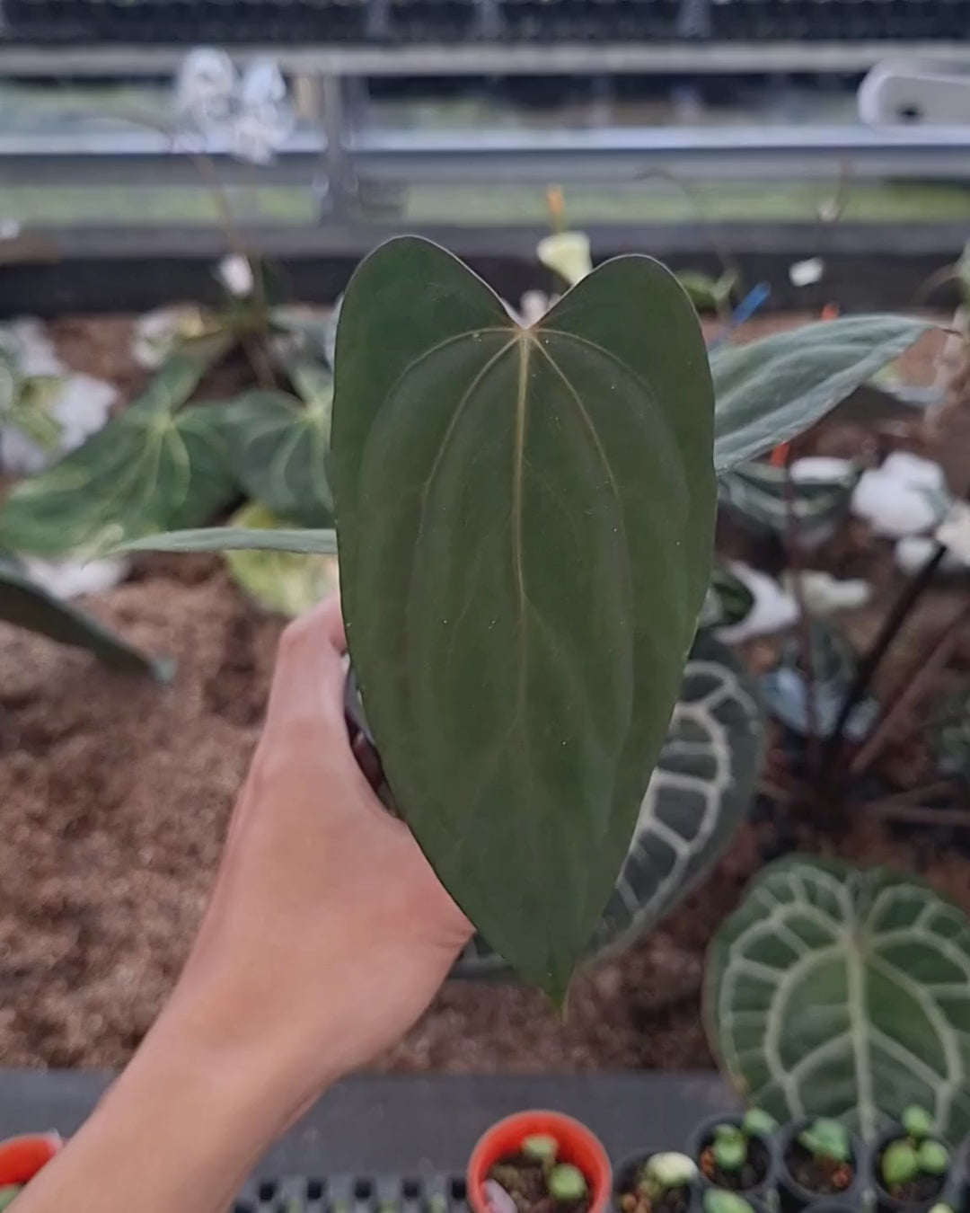 Anthurium Portillae x Dressleri