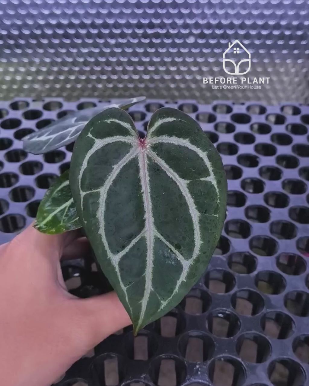 Anthurium Michelle X BVIT ZM RED