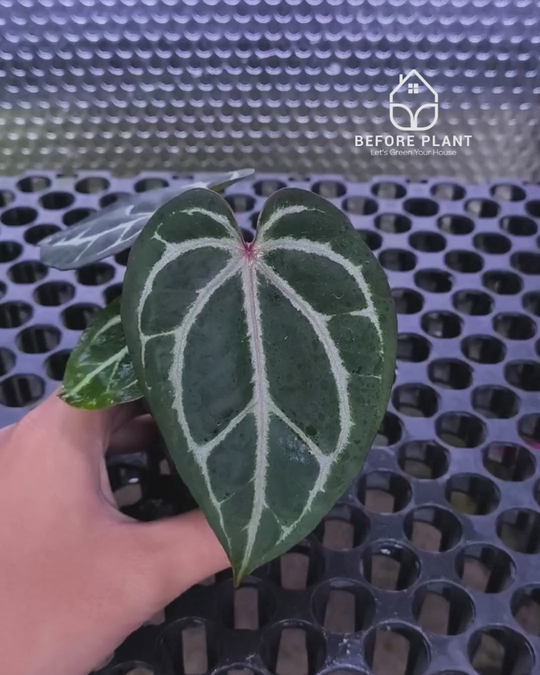 Anthurium Michelle X BVIT ZM RED