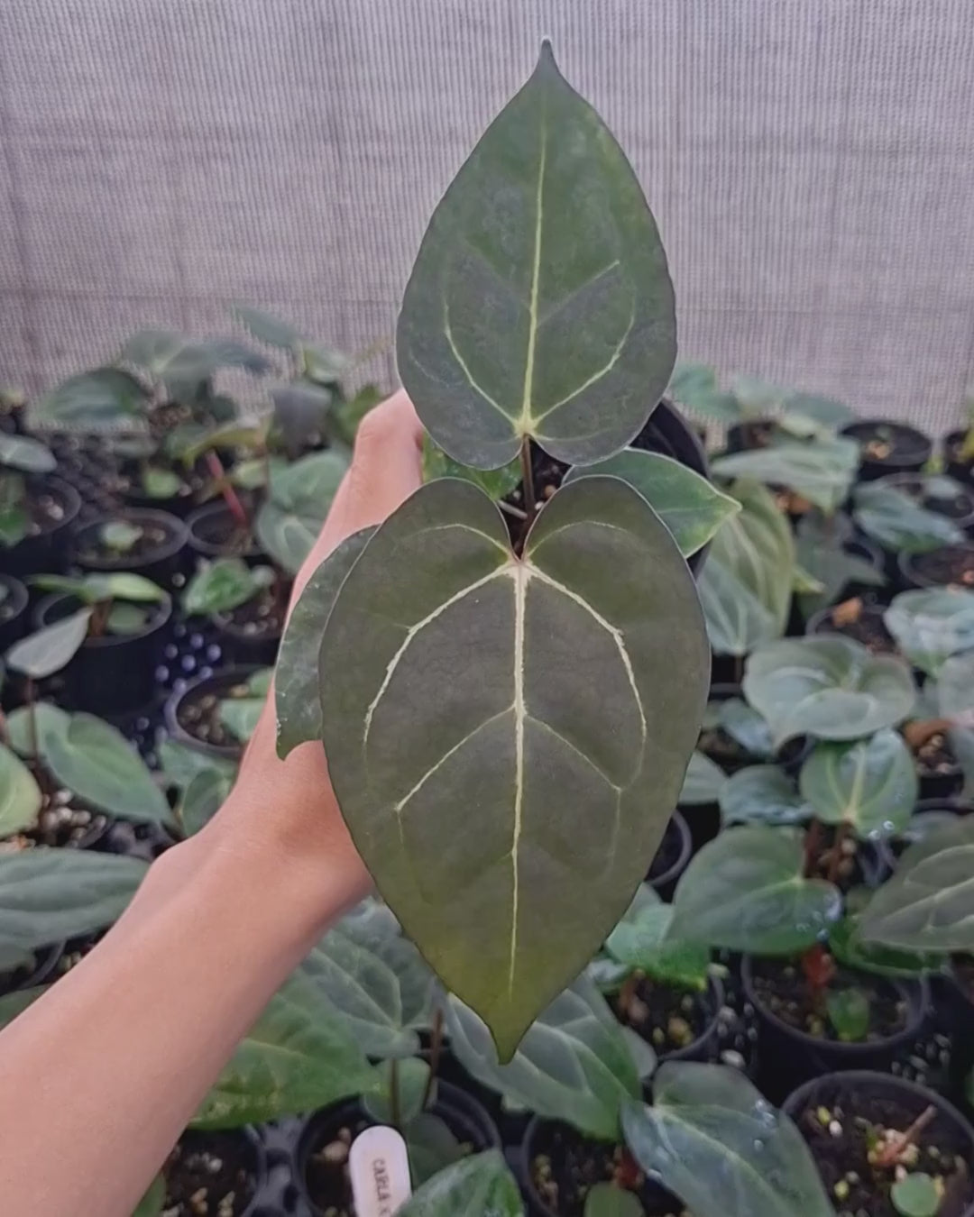 Anthurium Carla x Golden Sunrise RVDP