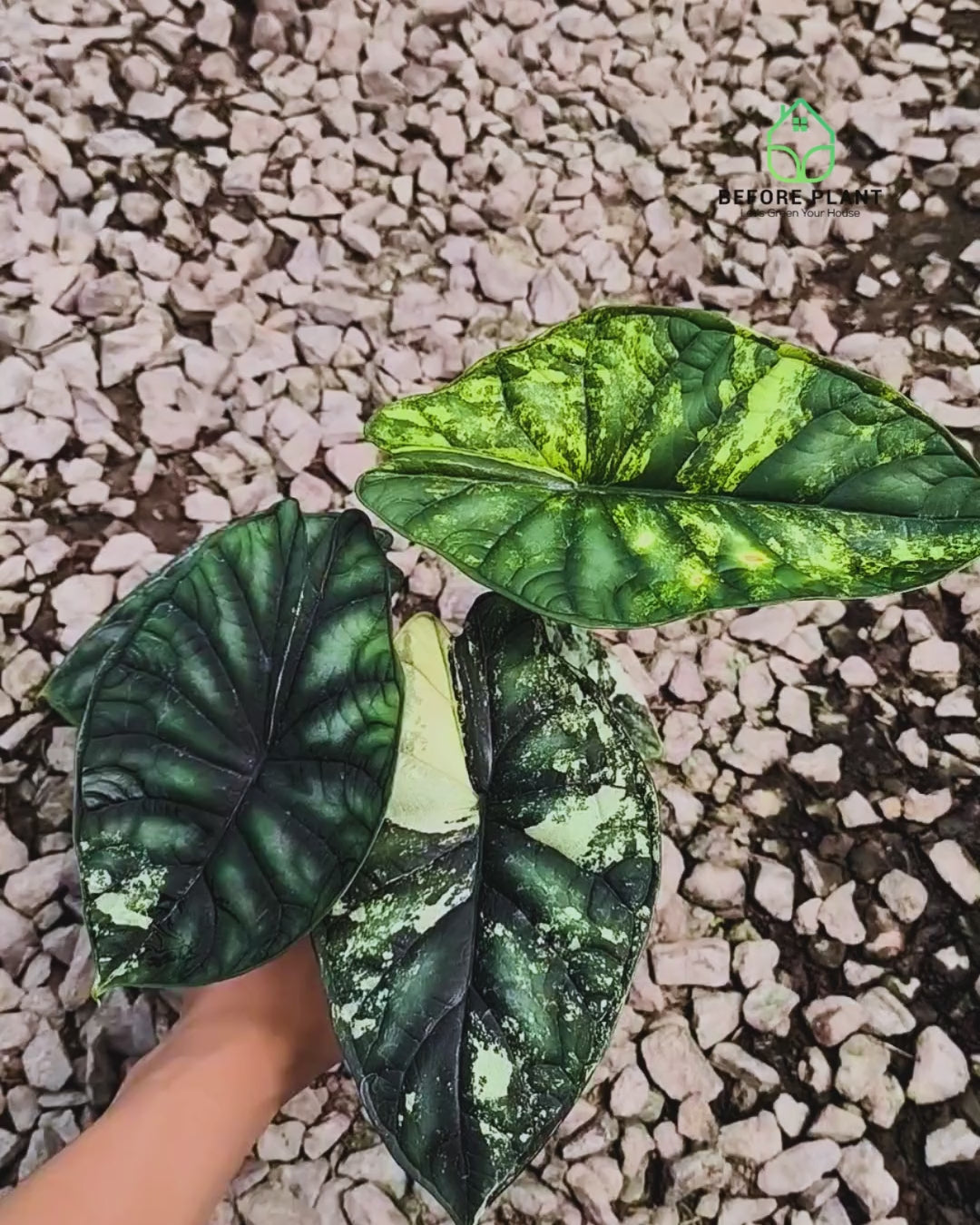 Alocasia Dragon Scale