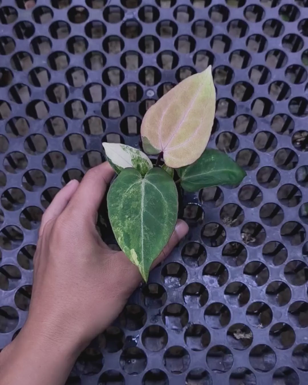 Anthurium Black Venom x RVC Michelle