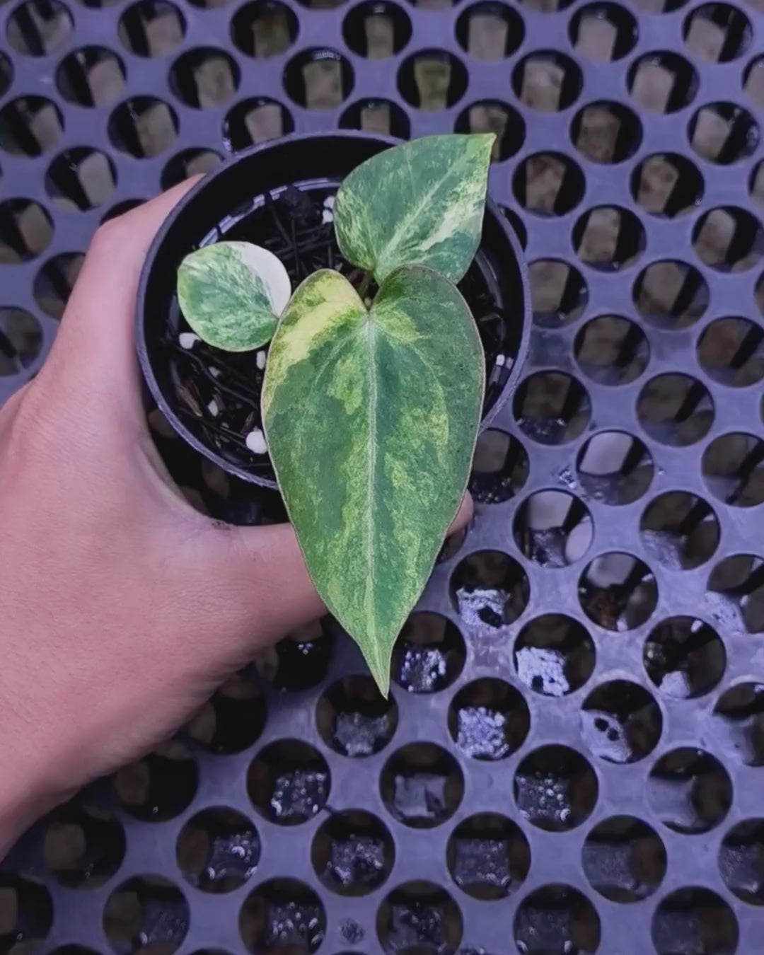 Anthurium Black Venom x RVC Michelle