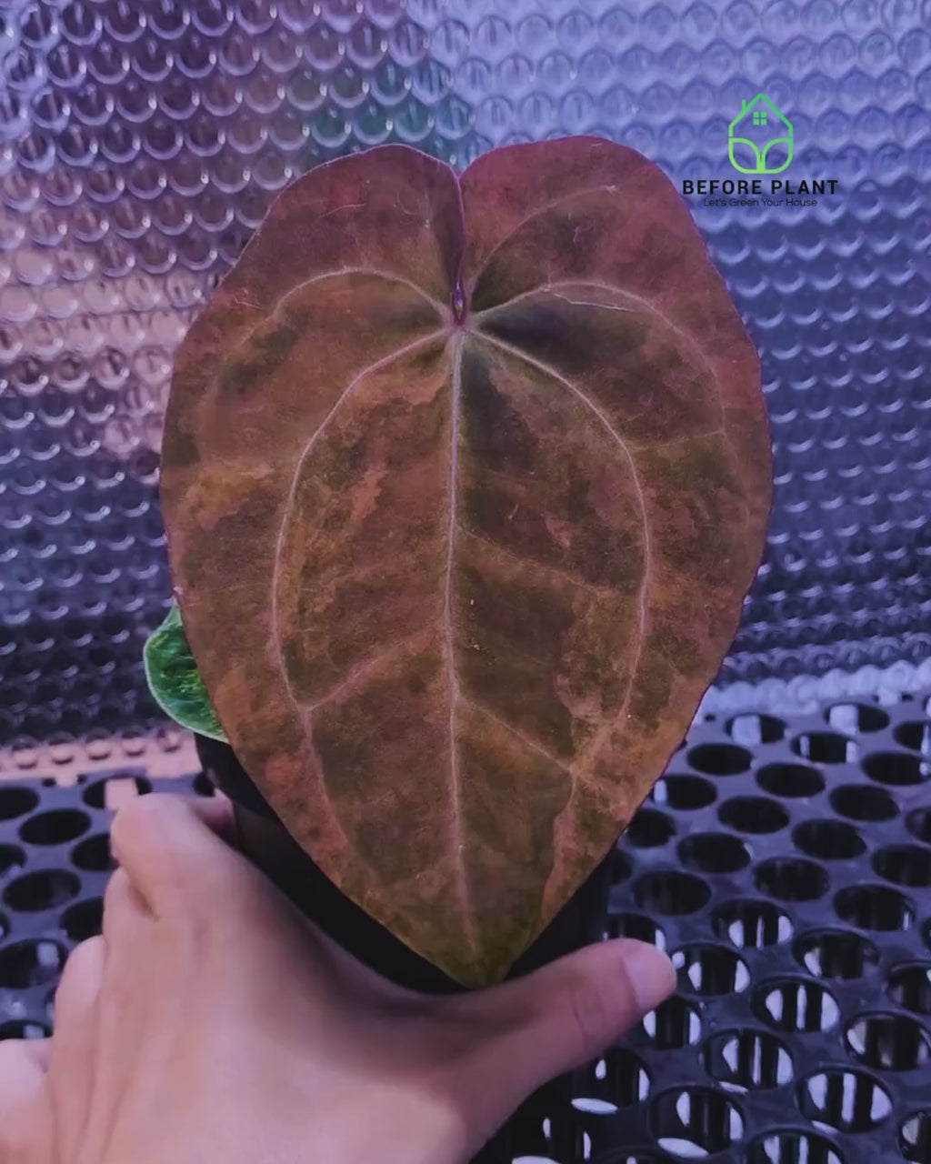 Anthurium Black Venom x Dressleri