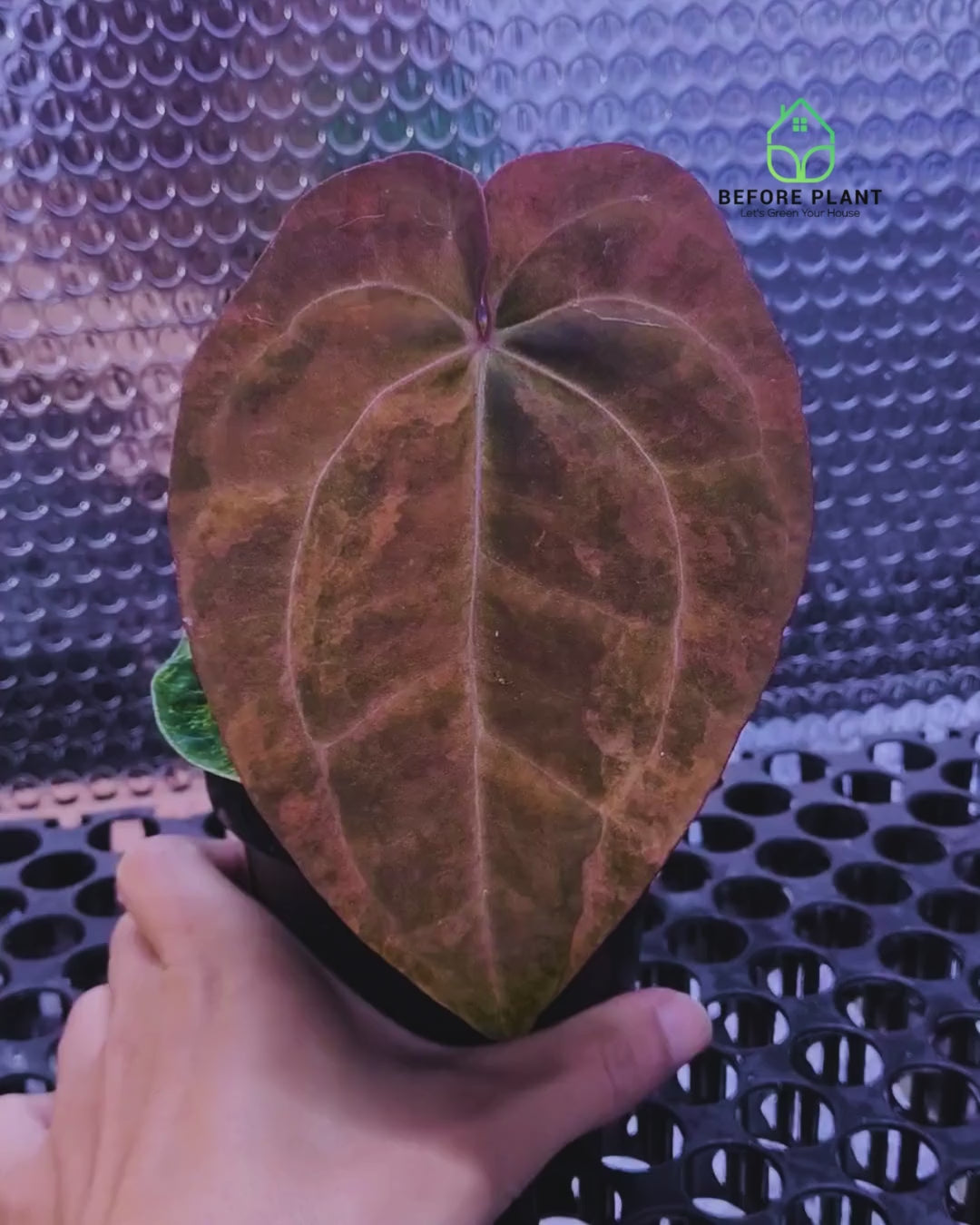Anthurium Black Venom x Dressleri