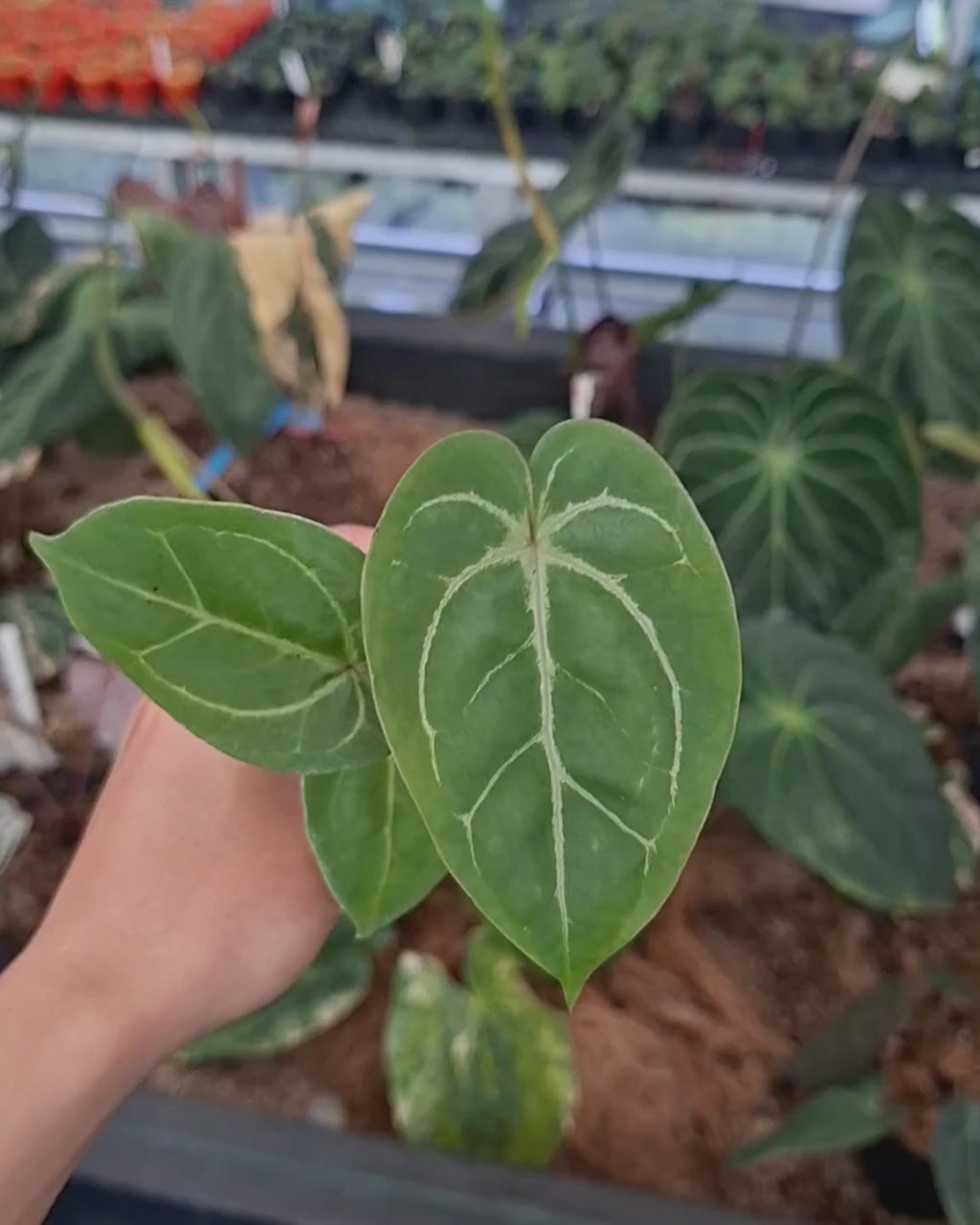 Anthurium Papillilaminum x Blood Of Blue
