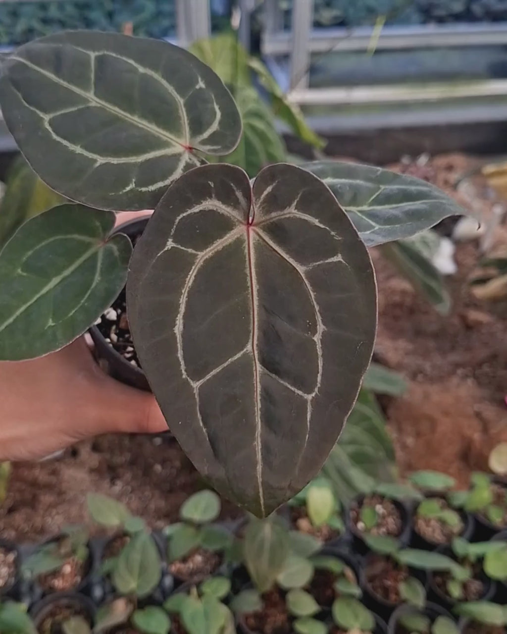 Anthurium Michelle Pink x Self
