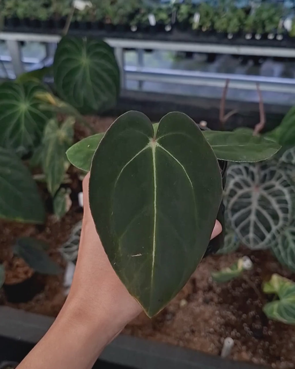 Anthurium Carla Blackiae x Carla Blackiae