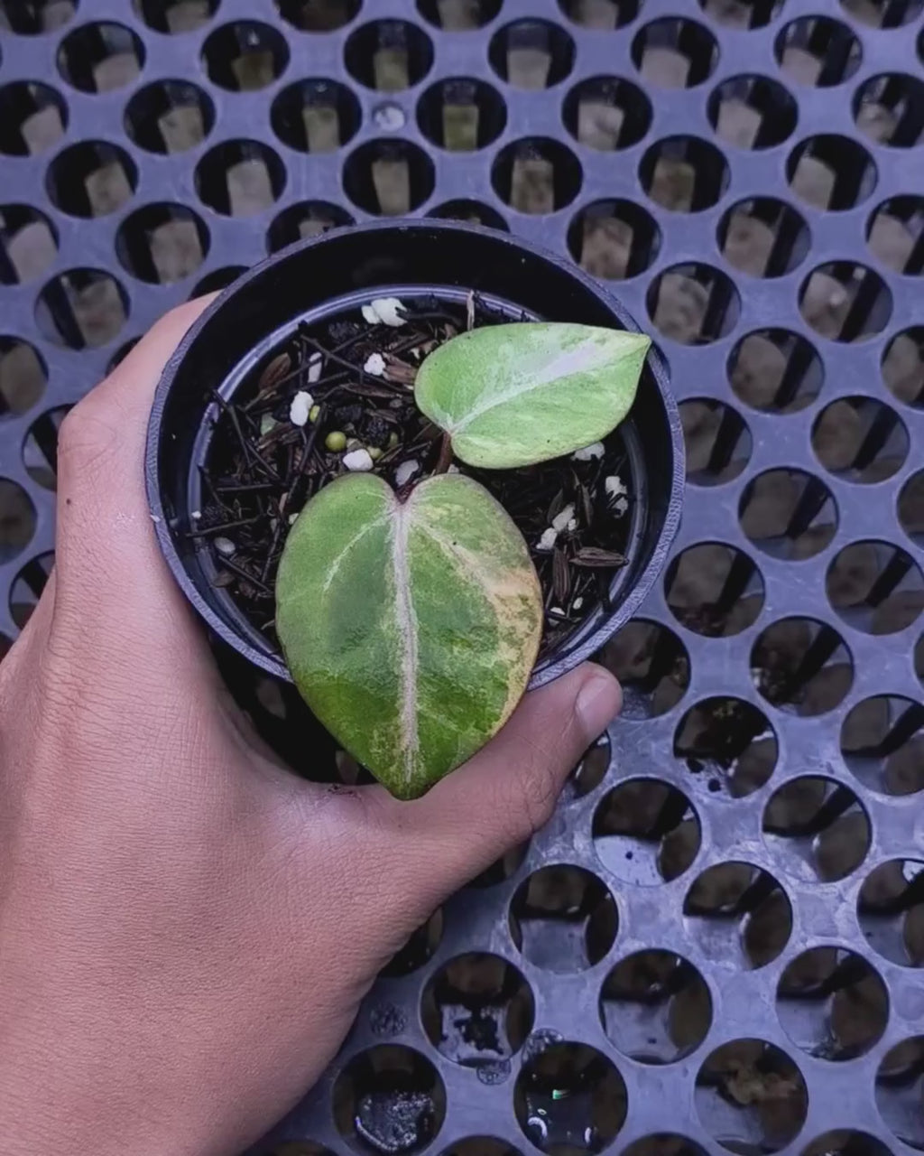 Anthurium Black Venom x RVC Michelle
