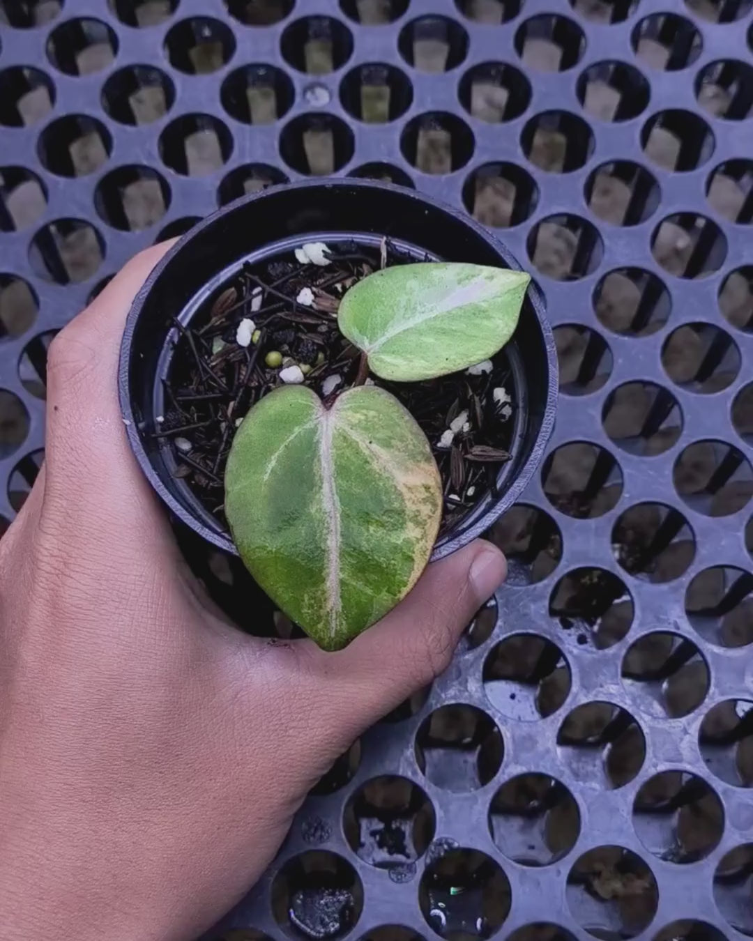 Anthurium Black Venom x RVC Michelle
