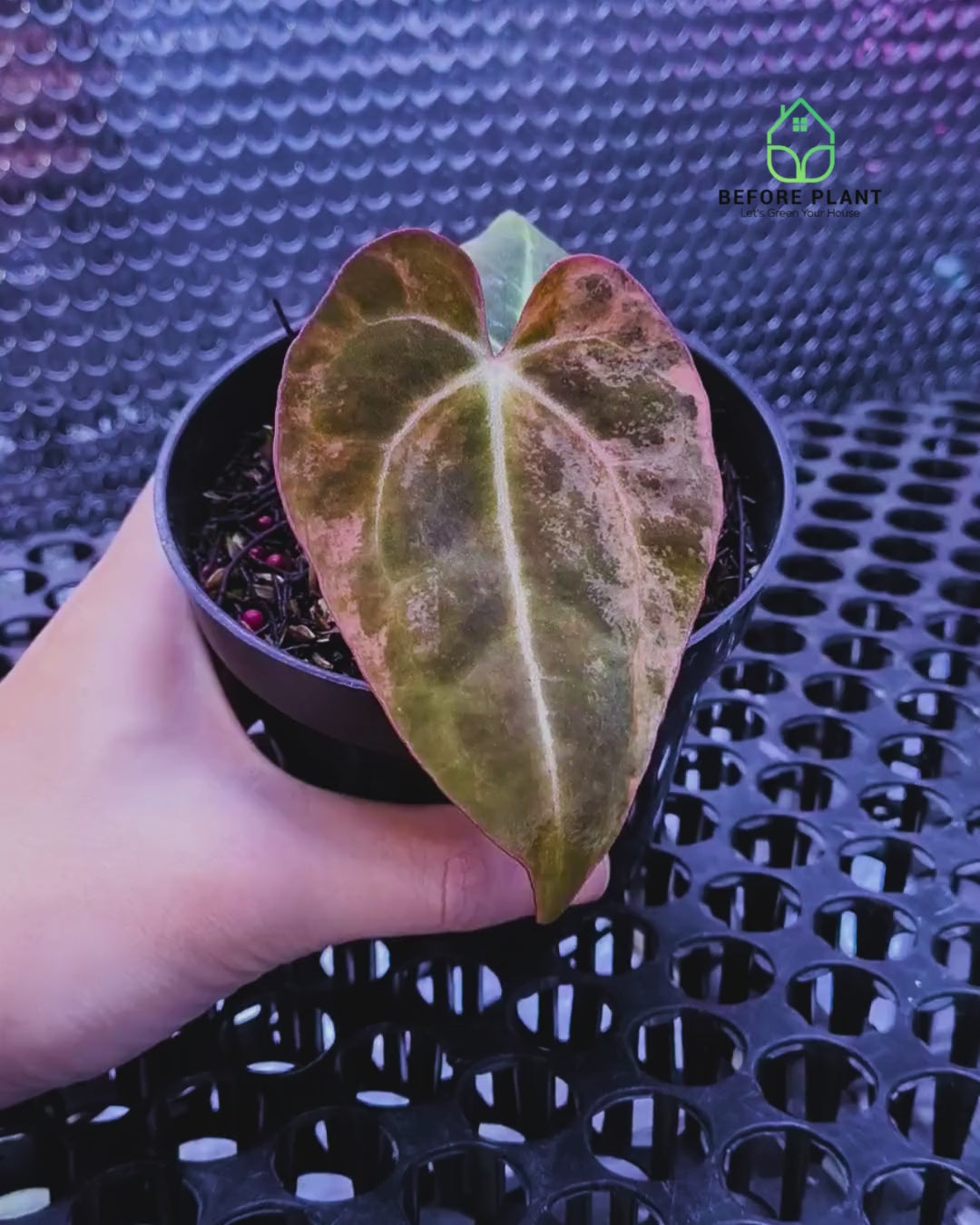 Anthurium Black Venom