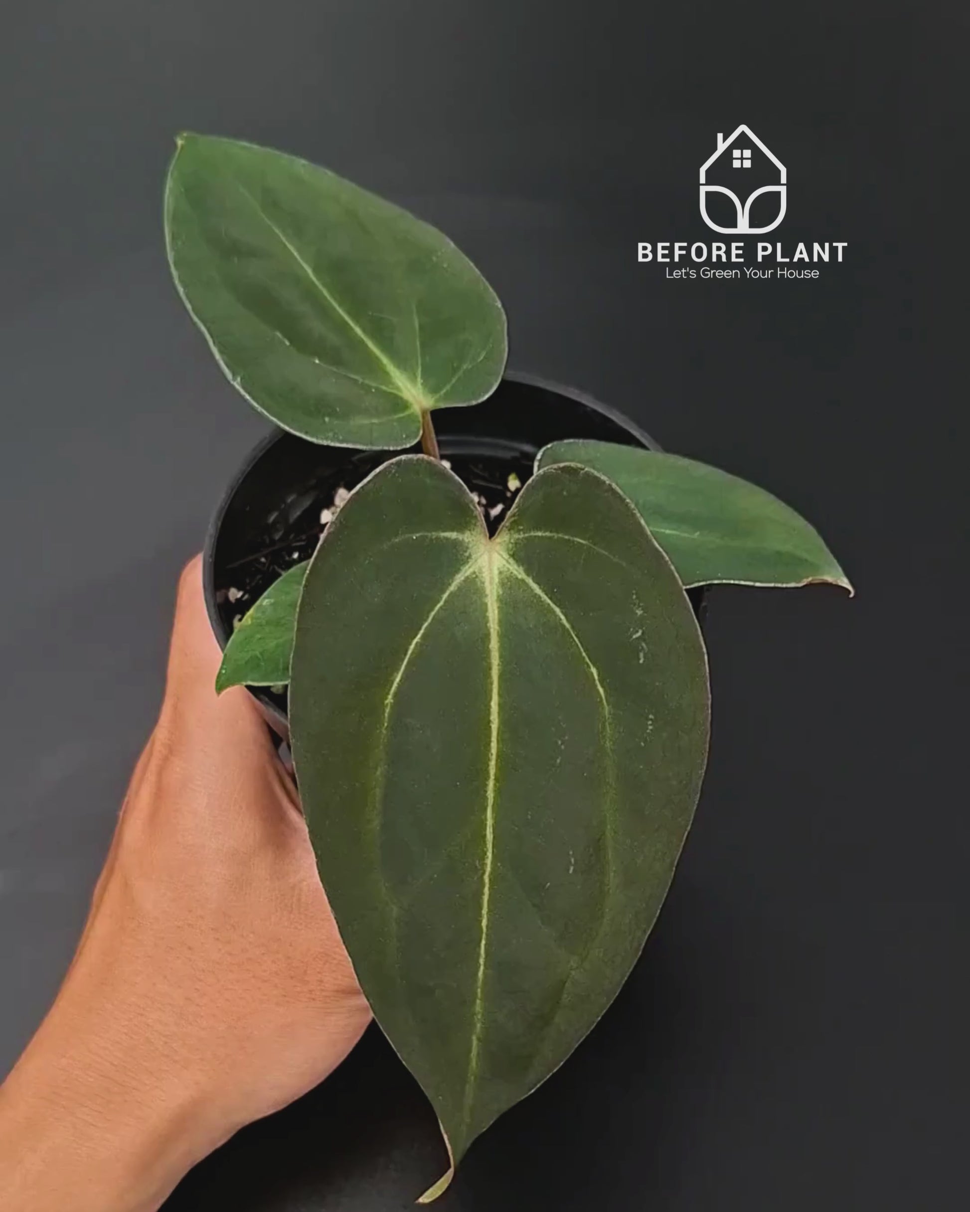 Anthurium Carla x Carla